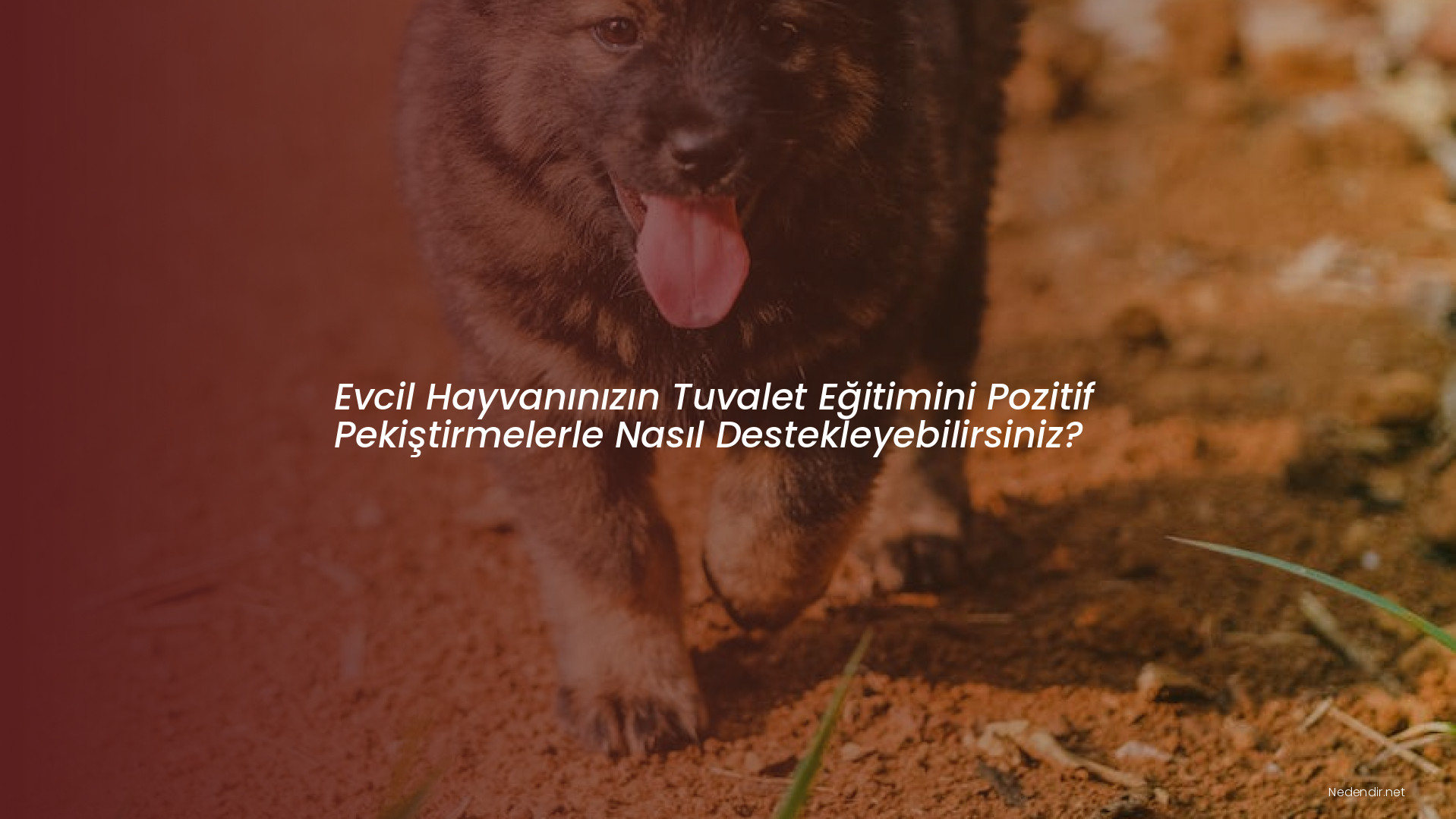 Evcil Hayvanınızın Tuvalet Eğitimini Pozitif Pekiştirmelerle Nasıl Destekleyebilirsiniz?