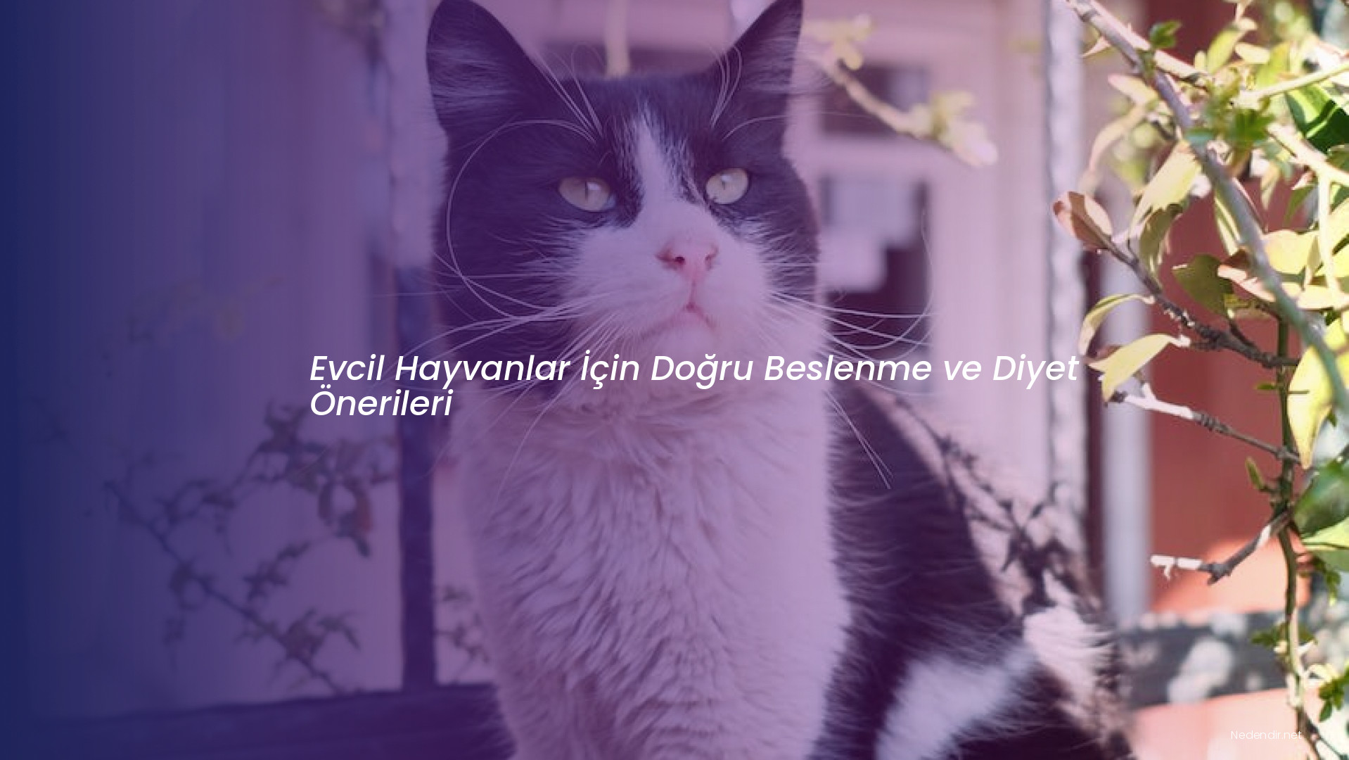 Evcil Hayvanlar İçin Doğru Beslenme ve Diyet Önerileri