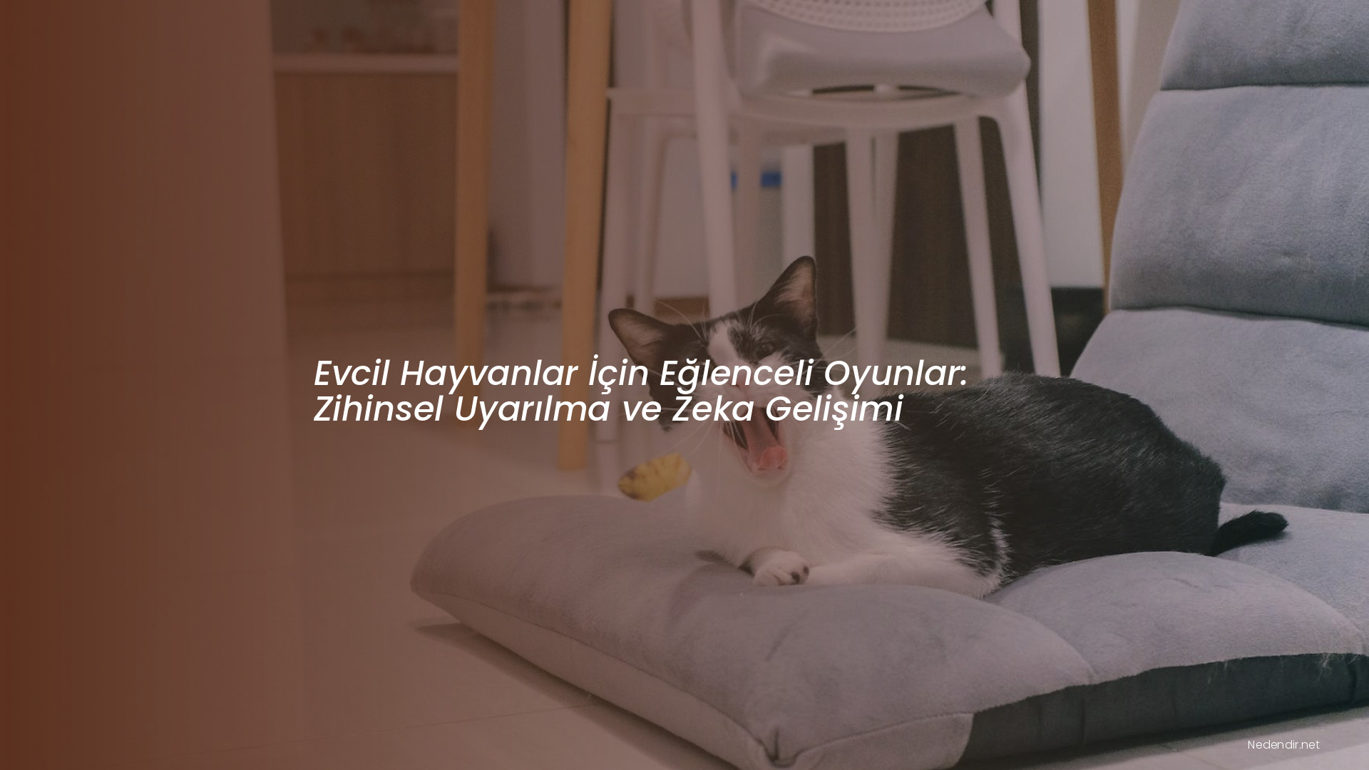Evcil Hayvanlar İçin Eğlenceli Oyunlar: Zihinsel Uyarılma ve Zeka Gelişimi Evcil Hayvanlar İçin Eğlenceli Oyunlar: Zihinsel Uyarılma ve Zeka Gelişimi