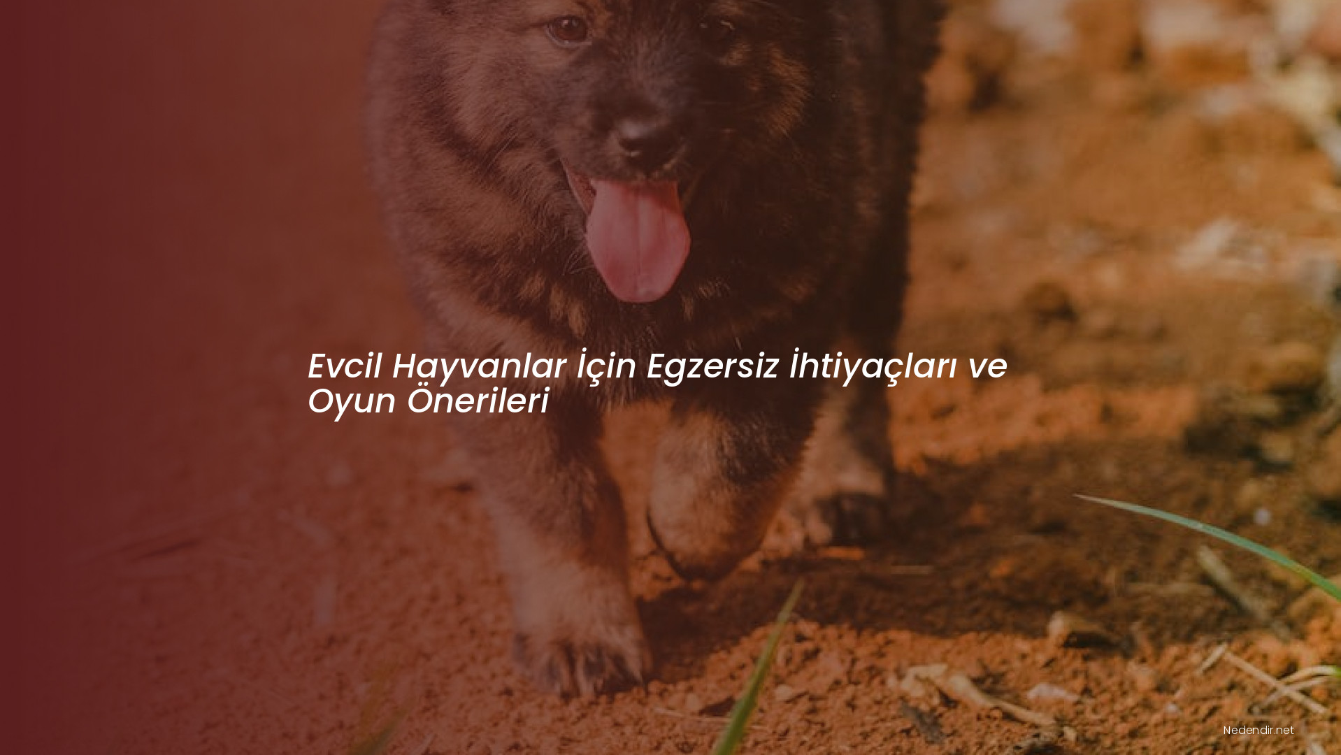 Evcil Hayvanlar İçin Egzersiz İhtiyaçları ve Oyun Önerileri