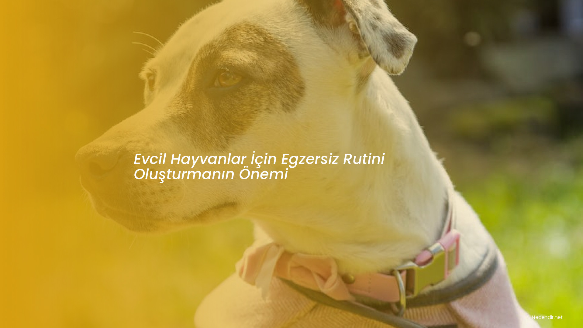 Evcil Hayvanlar İçin Egzersiz Rutini Oluşturmanın Önemi