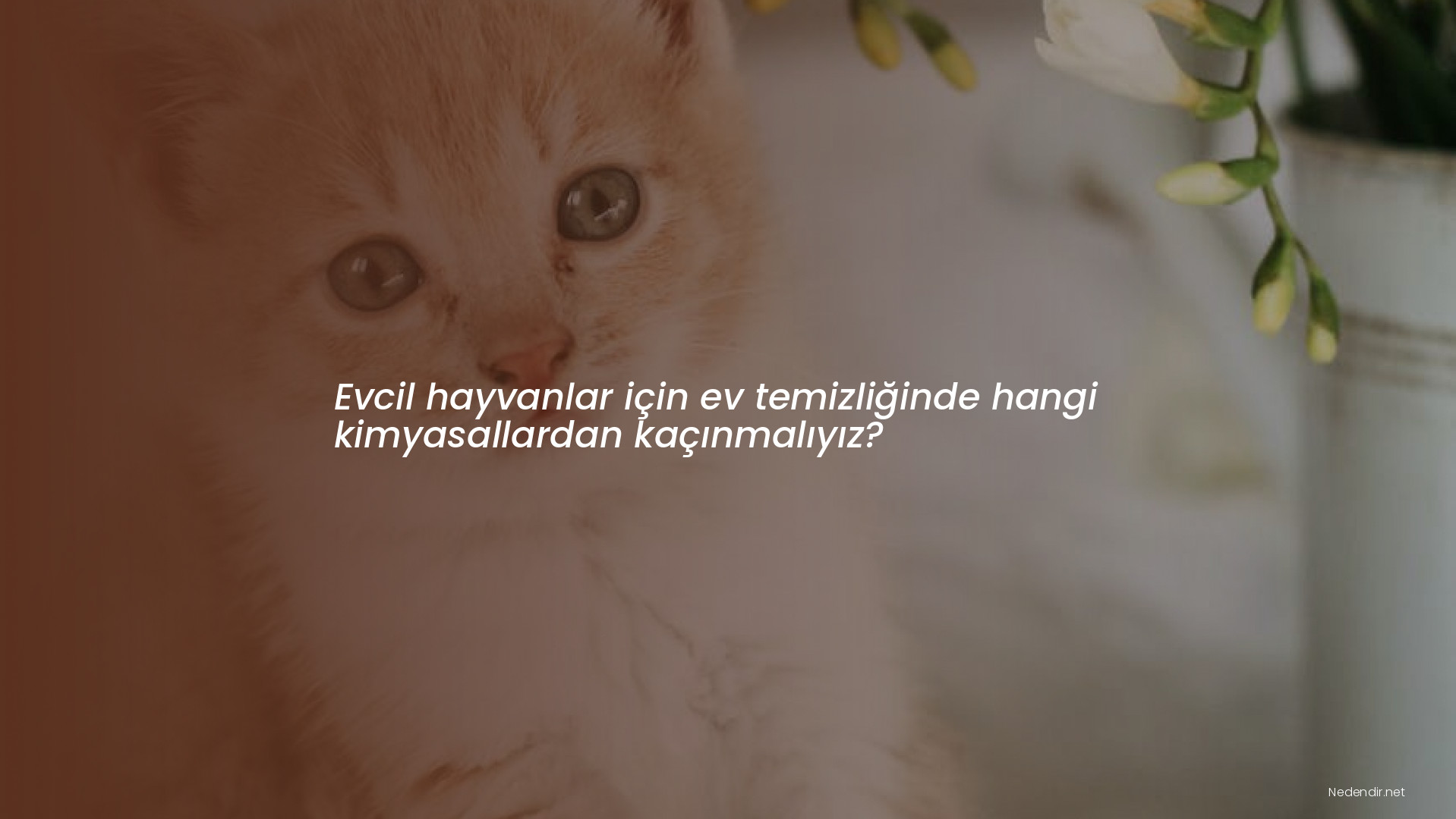 Evcil hayvanlar için ev temizliğinde hangi kimyasallardan kaçınmalıyız?