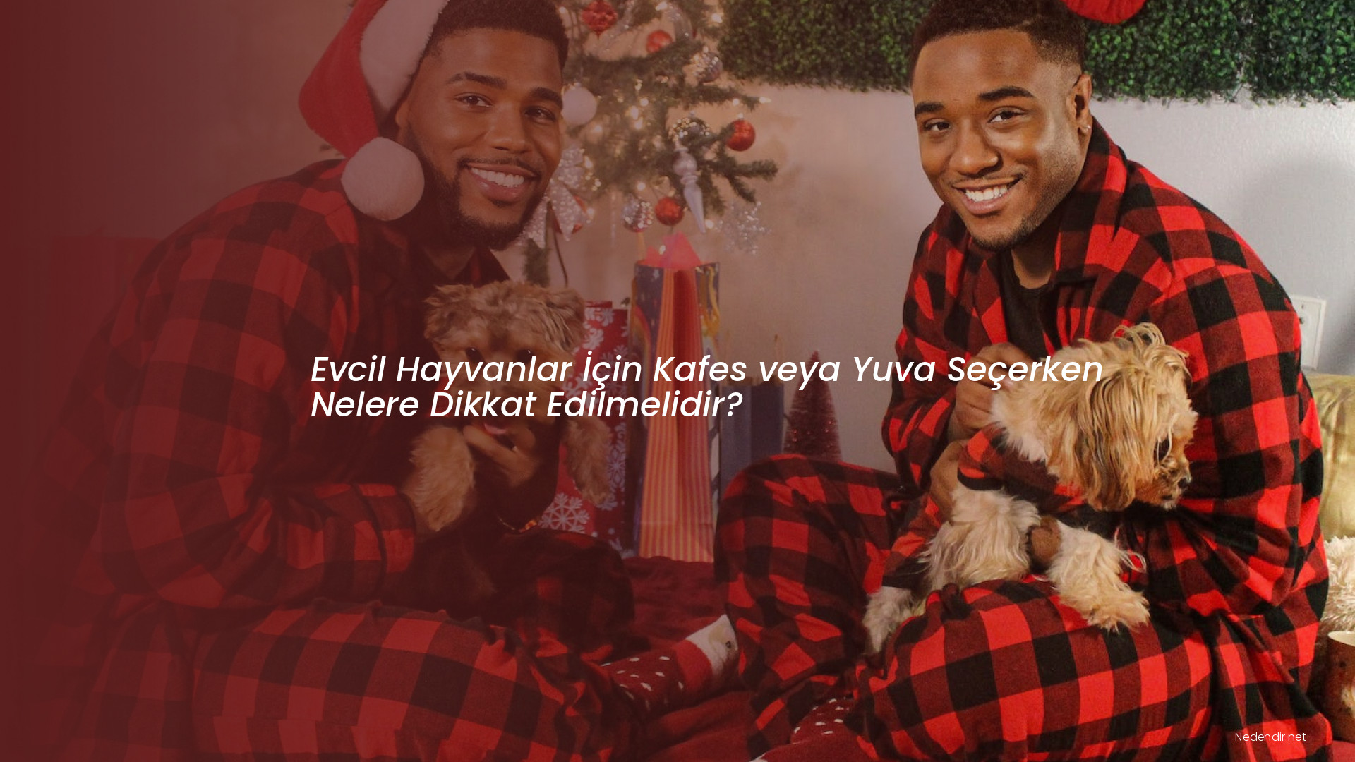 Evcil Hayvanlar İçin Kafes veya Yuva Seçerken Nelere Dikkat Edilmelidir?