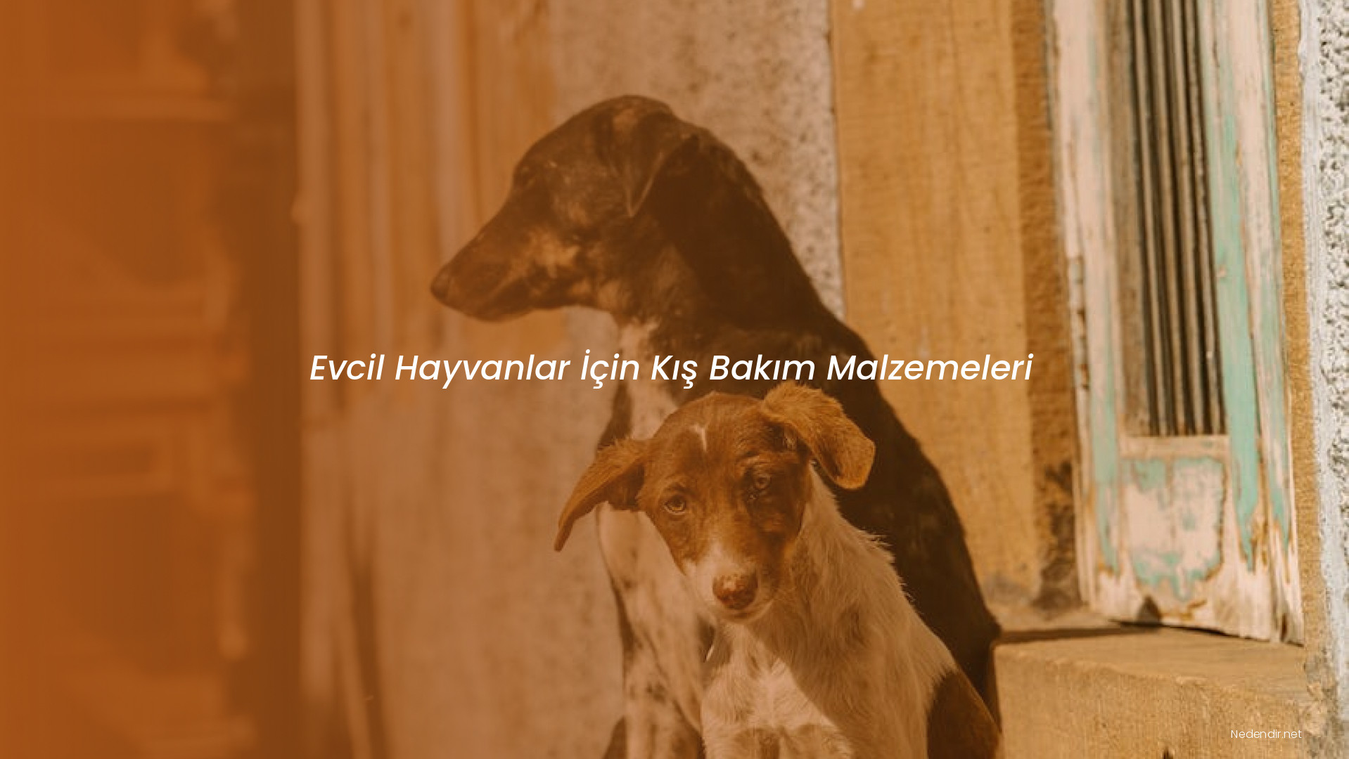 Evcil Hayvanlar İçin Kış Bakım Malzemeleri