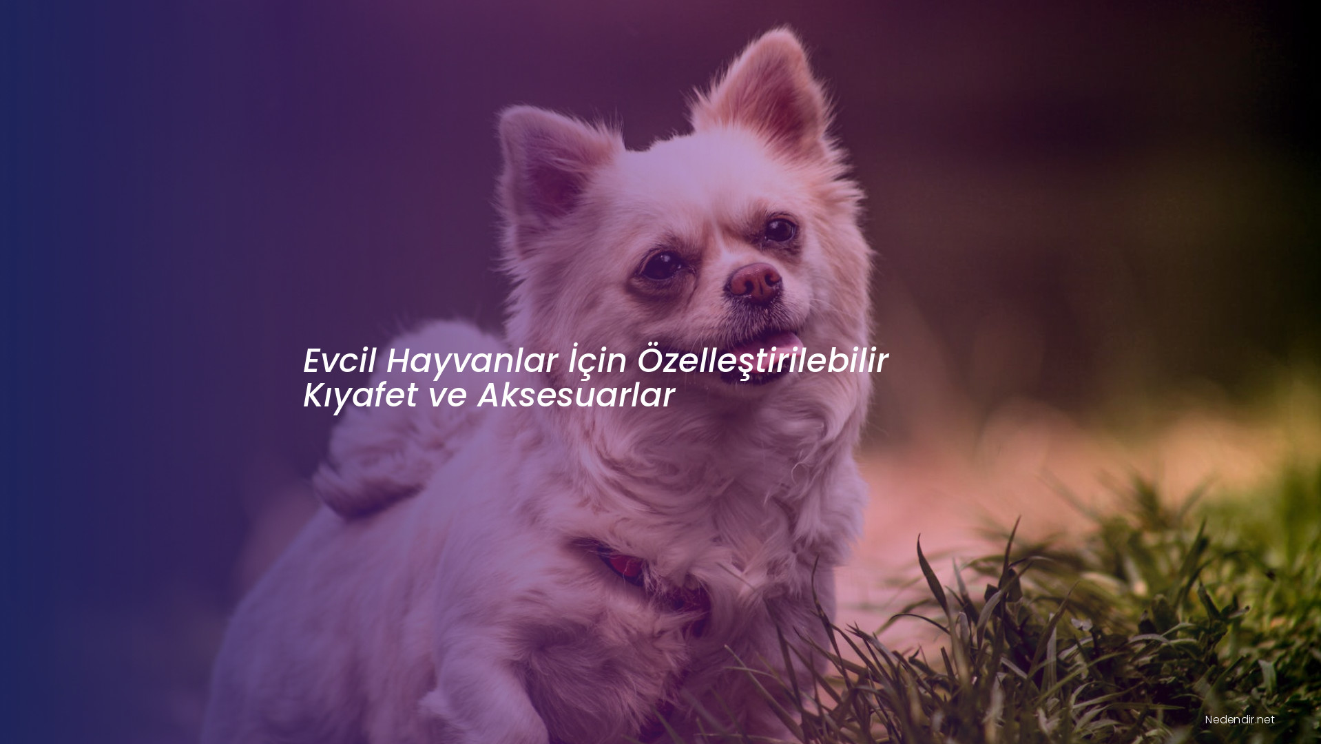 Evcil Hayvanlar İçin Özelleştirilebilir Kıyafet ve Aksesuarlar
