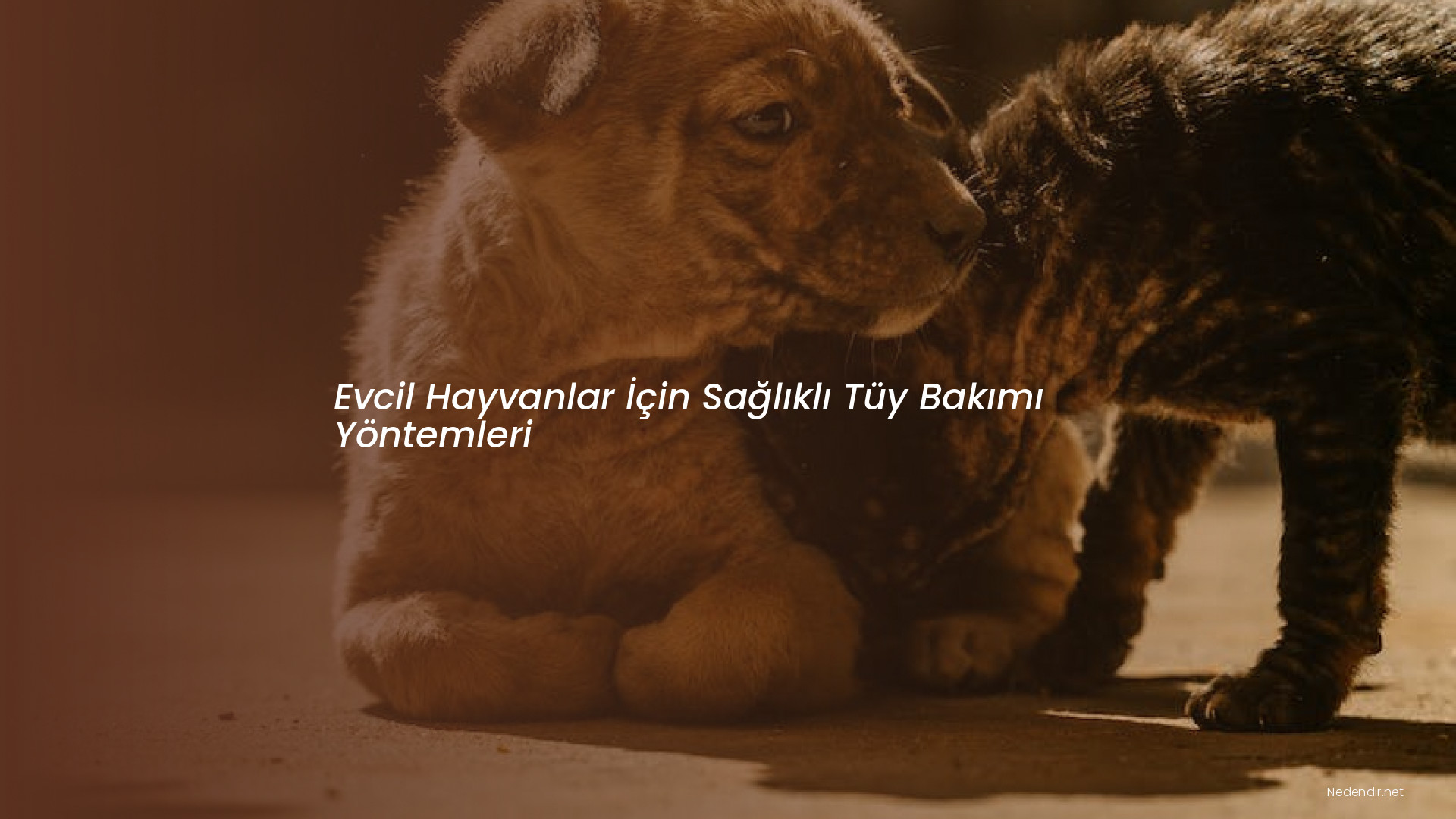 Evcil Hayvanlar İçin Sağlıklı Tüy Bakımı Yöntemleri
