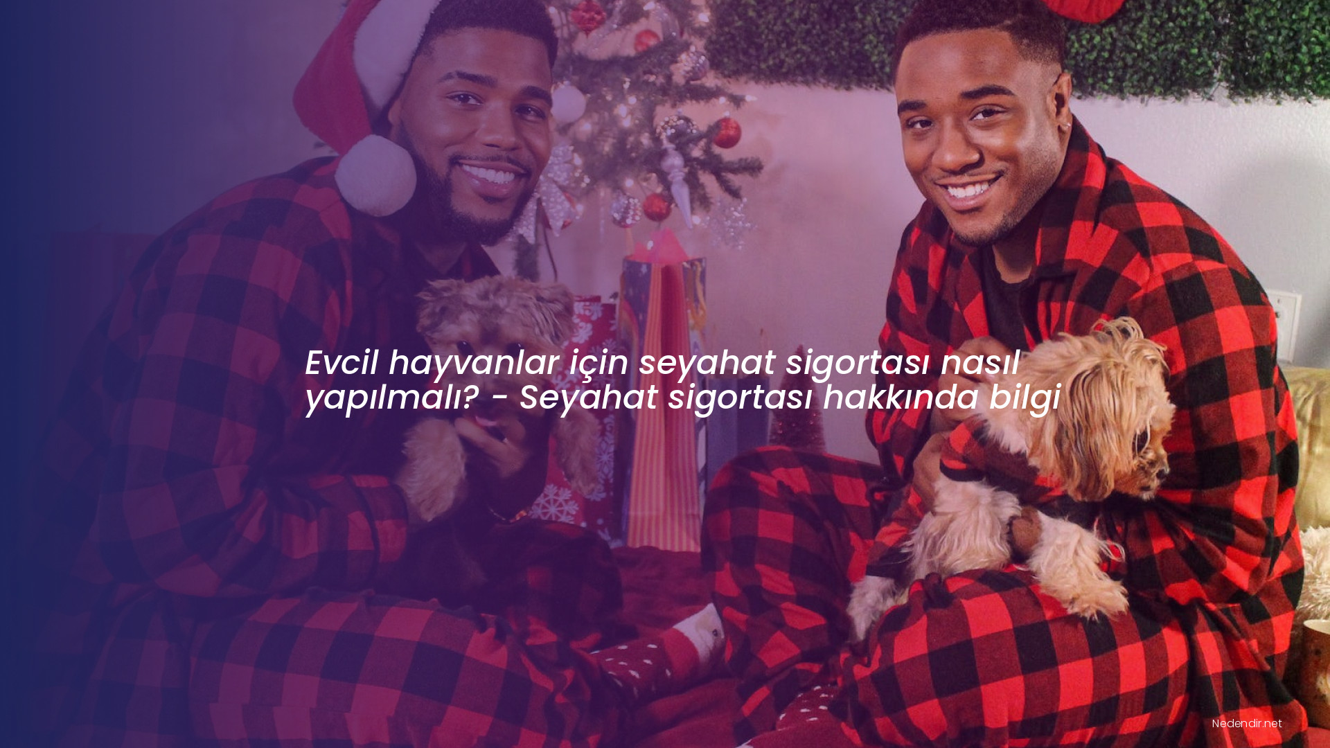 Evcil hayvanlar için seyahat sigortası nasıl yapılmalı? - Seyahat sigortası hakkında bilgi