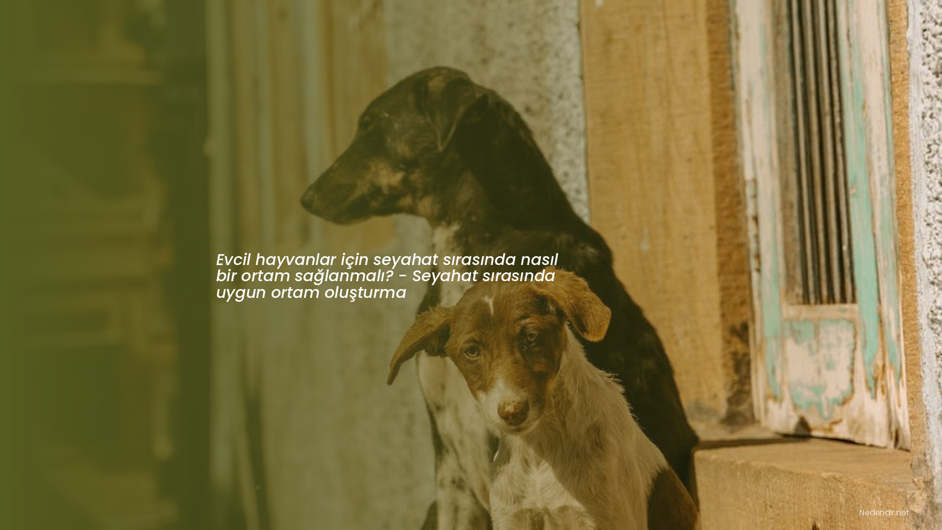 Evcil hayvanlar için seyahat sırasında nasıl bir ortam sağlanmalı? - Seyahat sırasında uygun ortam oluşturma
