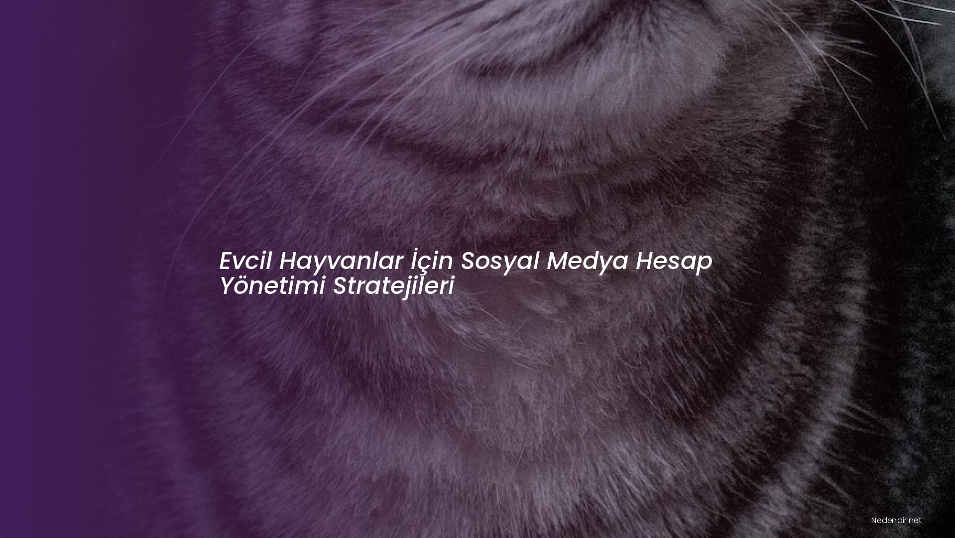 Evcil Hayvanlar İçin Sosyal Medya Hesap Yönetimi Stratejileri Evcil Hayvanlar İçin Sosyal Medya Hesap Yönetimi Stratejileri