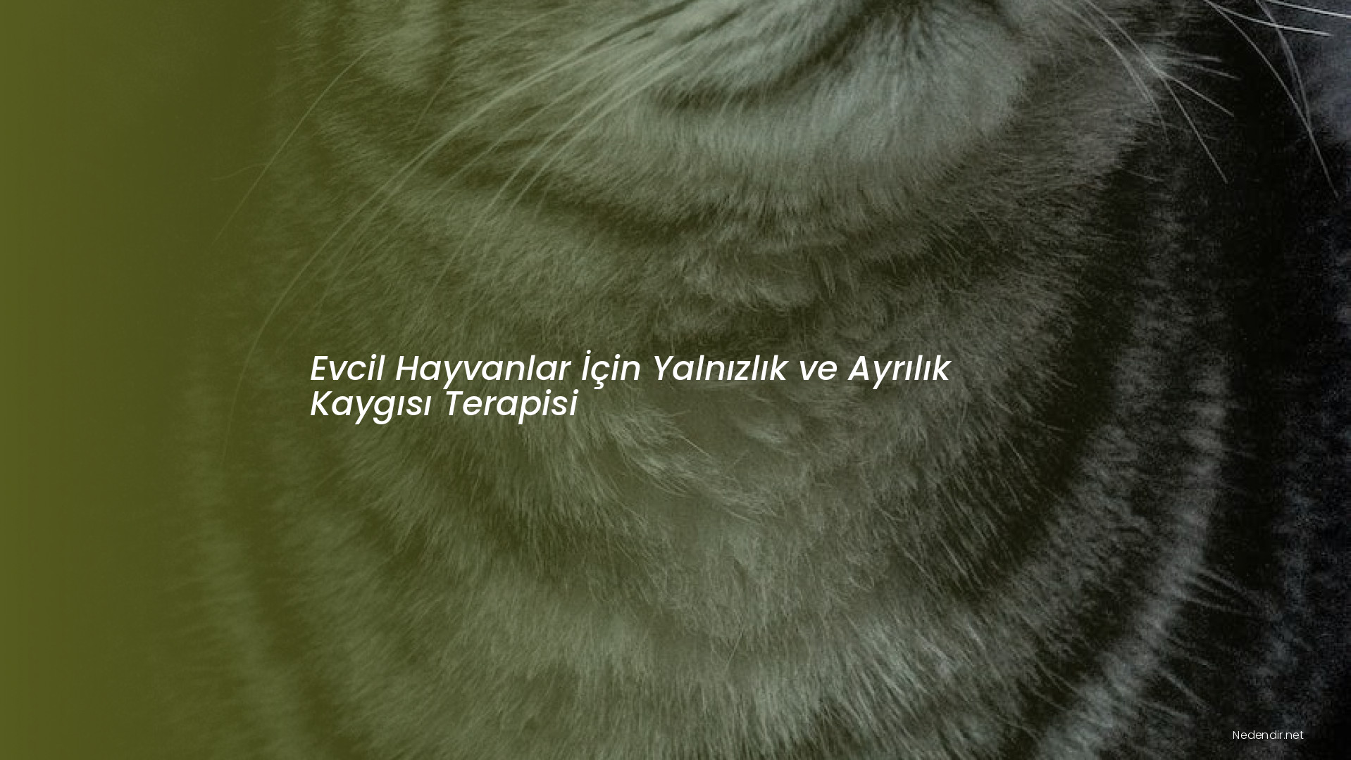 Evcil Hayvanlar İçin Yalnızlık ve Ayrılık Kaygısı Terapisi Evcil Hayvanlar İçin Yalnızlık ve Ayrılık Kaygısı Terapisi