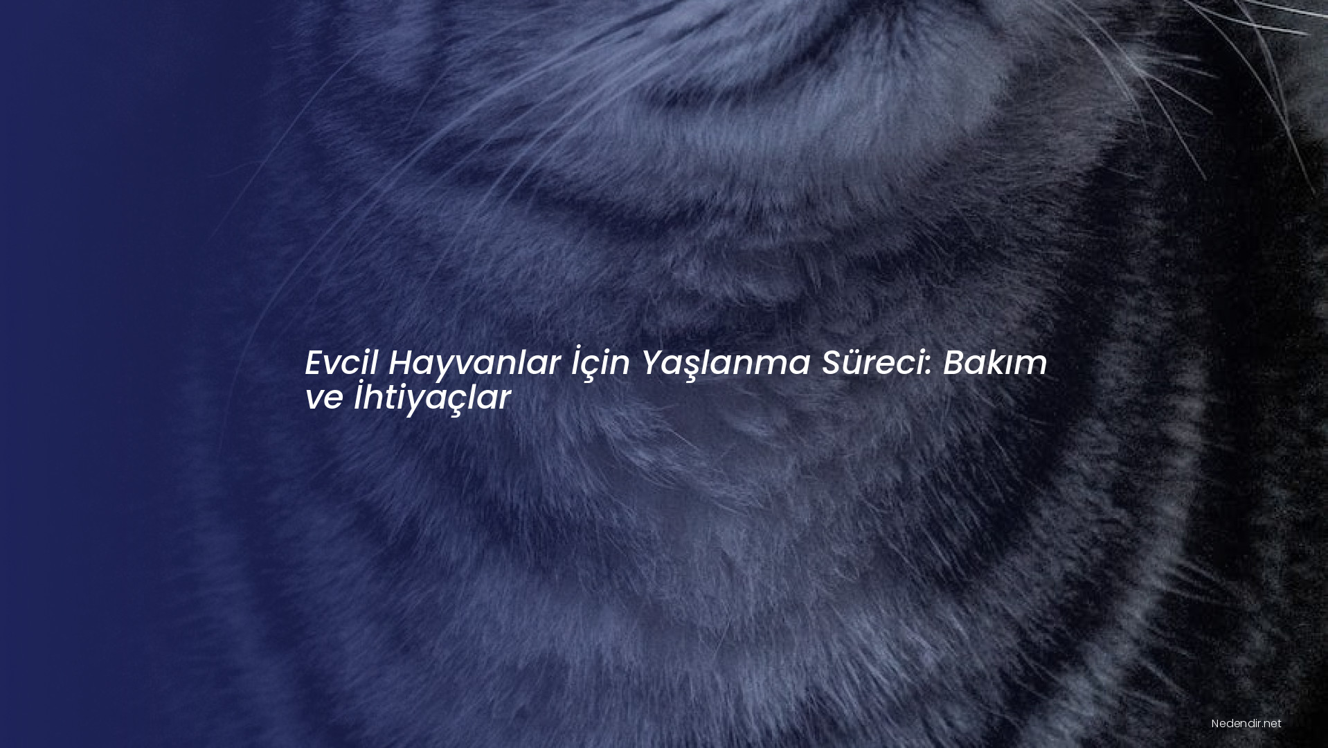 Evcil Hayvanlar İçin Yaşlanma Süreci: Bakım ve İhtiyaçlar Evcil Hayvanlar İçin Yaşlanma Süreci: Bakım ve İhtiyaçlar