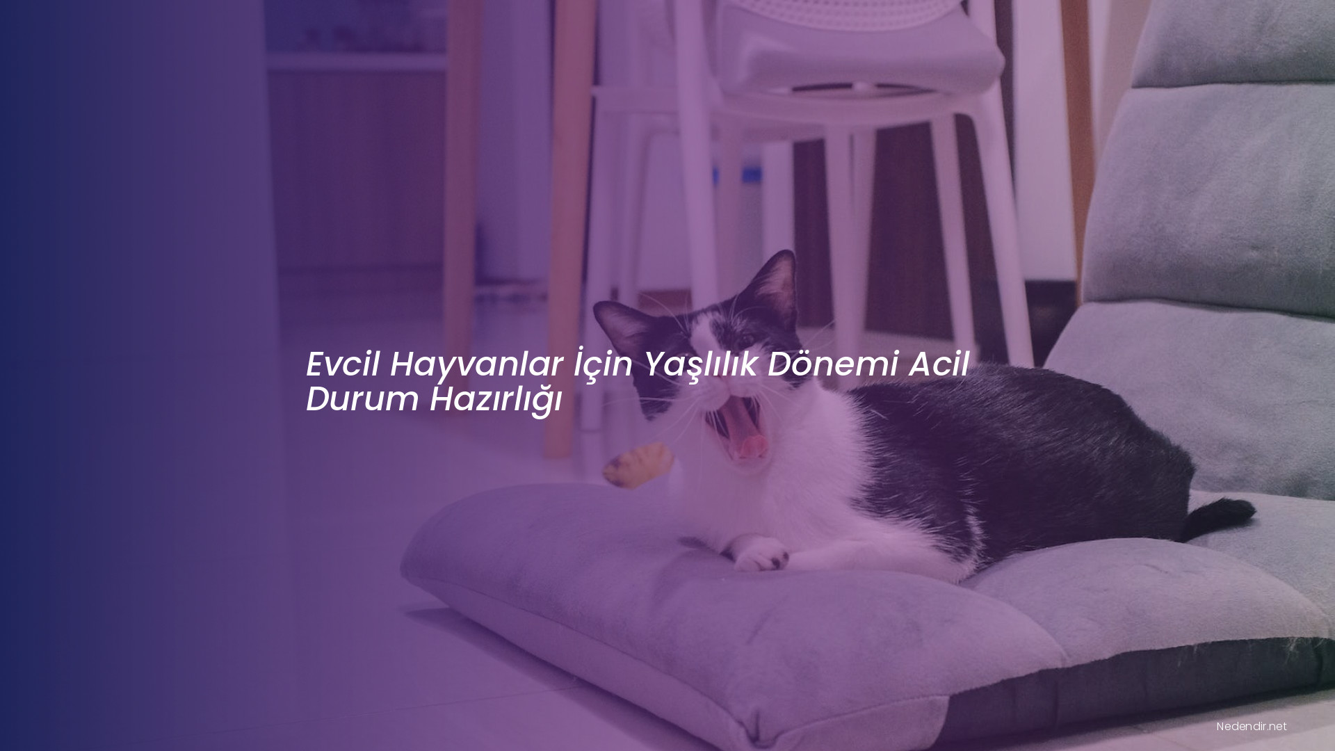 Evcil Hayvanlar İçin Yaşlılık Dönemi Acil Durum Hazırlığı Evcil Hayvanlar İçin Yaşlılık Dönemi Acil Durum Hazırlığı