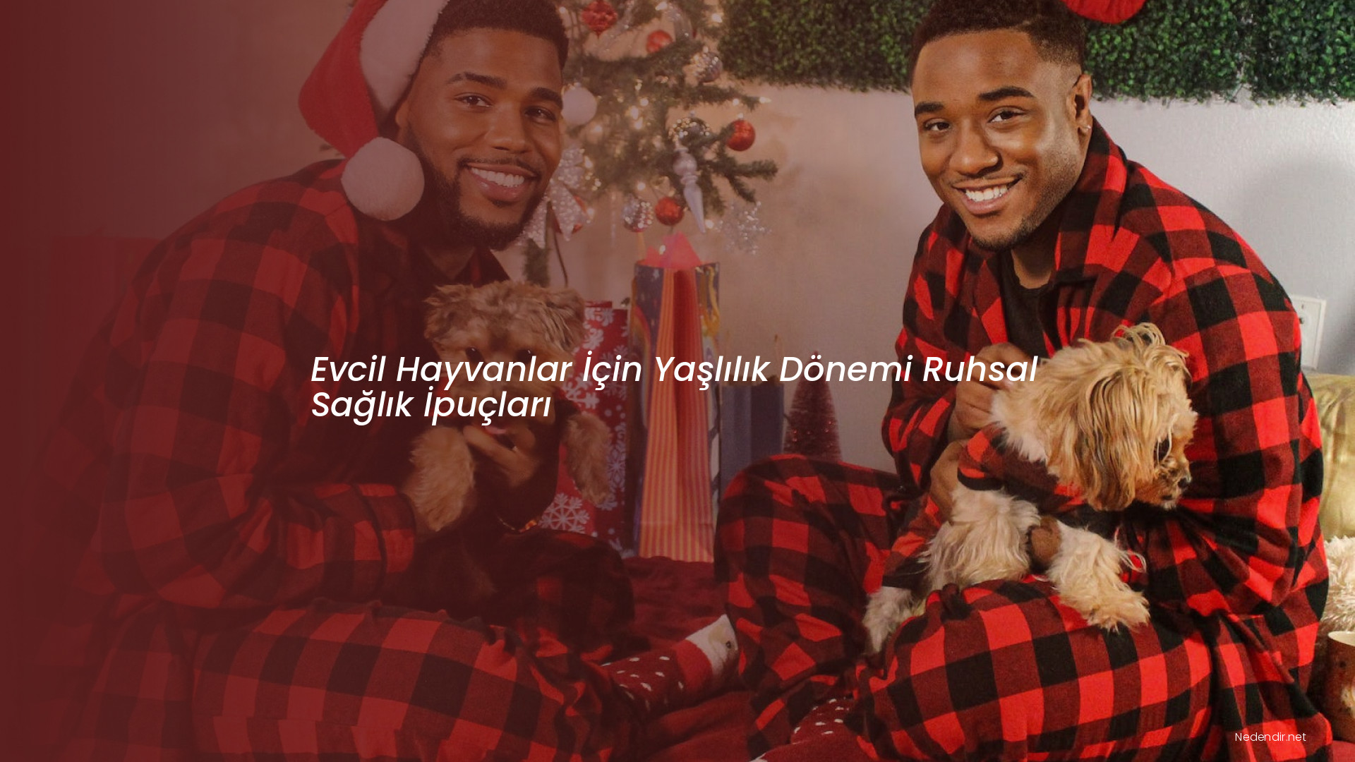 Evcil Hayvanlar İçin Yaşlılık Dönemi Ruhsal Sağlık İpuçları Evcil Hayvanlar İçin Yaşlılık Dönemi Ruhsal Sağlık İpuçları