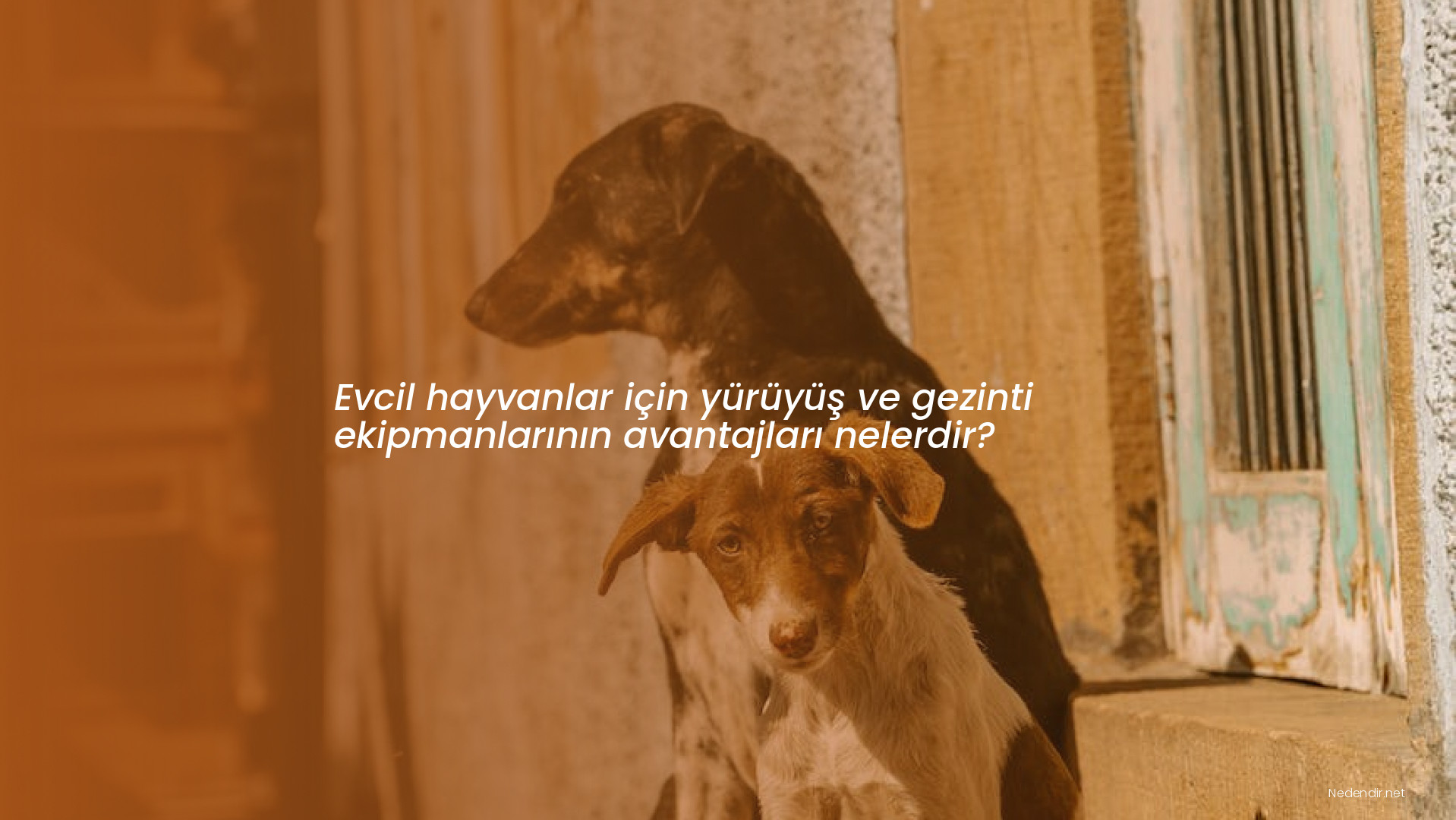 Evcil hayvanlar için yürüyüş ve gezinti ekipmanlarının avantajları nelerdir?