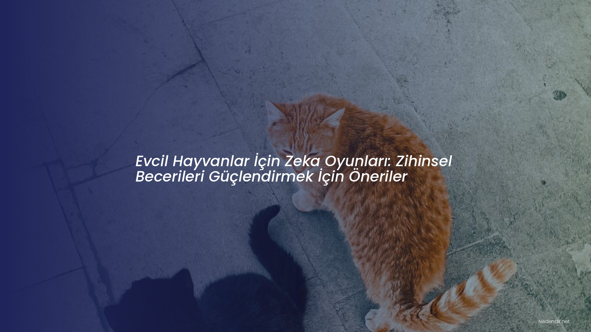 Evcil Hayvanlar İçin Zeka Oyunları: Zihinsel Becerileri Güçlendirmek İçin Öneriler Evcil Hayvanlar İçin Zeka Oyunları: Zihinsel Becerileri Güçlendirmek İçin Öneriler