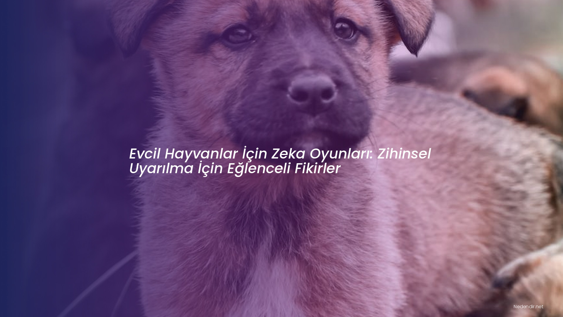 Evcil Hayvanlar İçin Zeka Oyunları: Zihinsel Uyarılma İçin Eğlenceli Fikirler