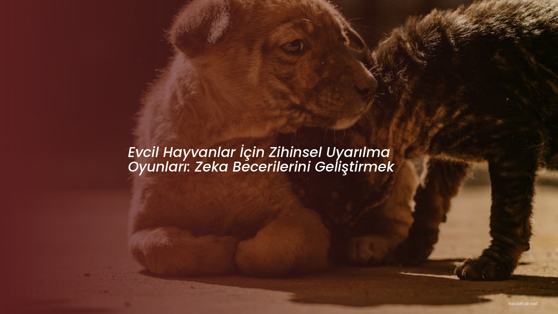 Evcil Hayvanlar İçin Zihinsel Uyarılma Oyunları: Zeka Becerilerini Geliştirmek Evcil Hayvanlar İçin Zihinsel Uyarılma Oyunları: Zeka Becerilerini Geliştirmek