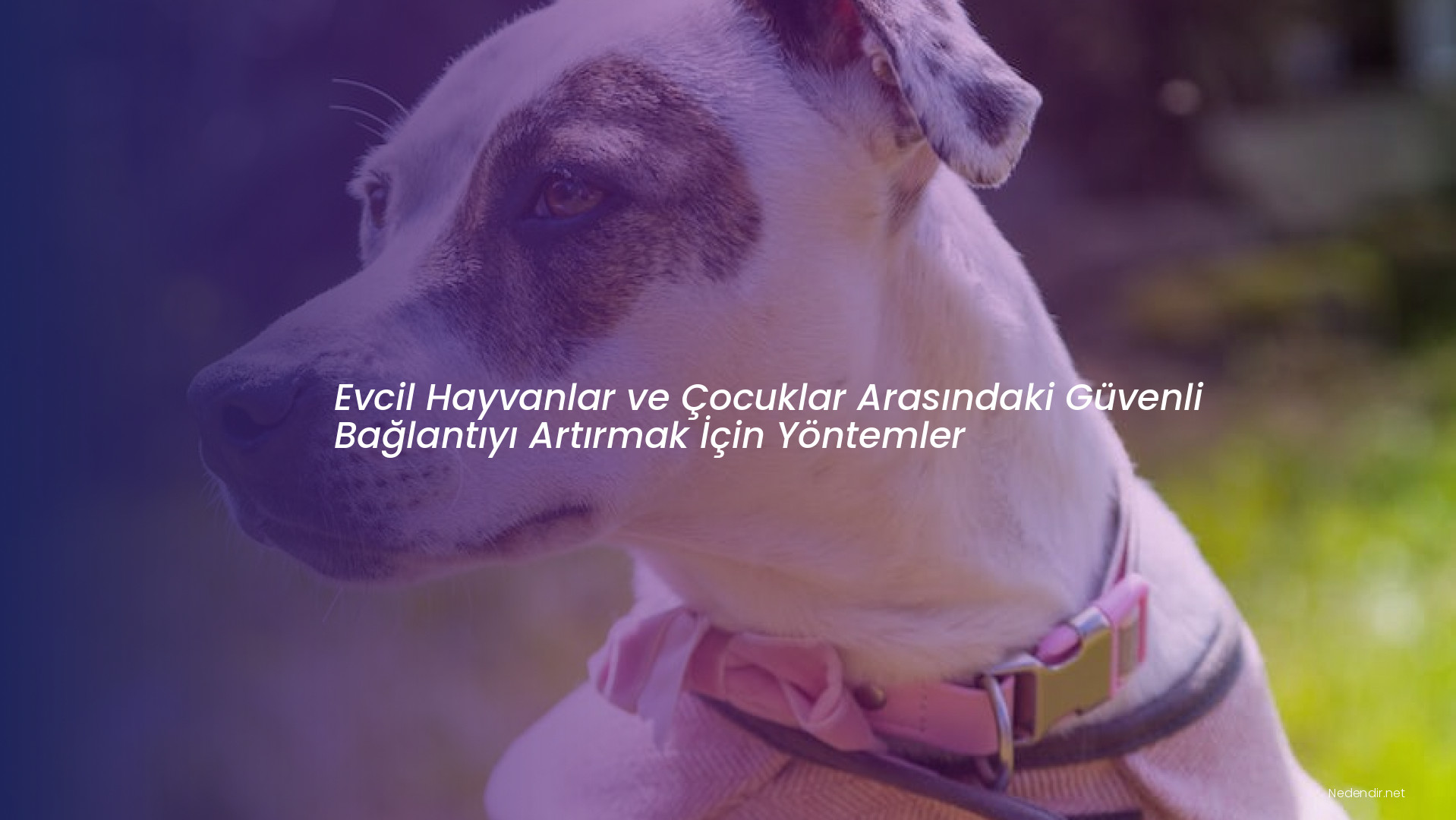 Evcil Hayvanlar ve Çocuklar Arasındaki Güvenli Bağlantıyı Artırmak İçin Yöntemler