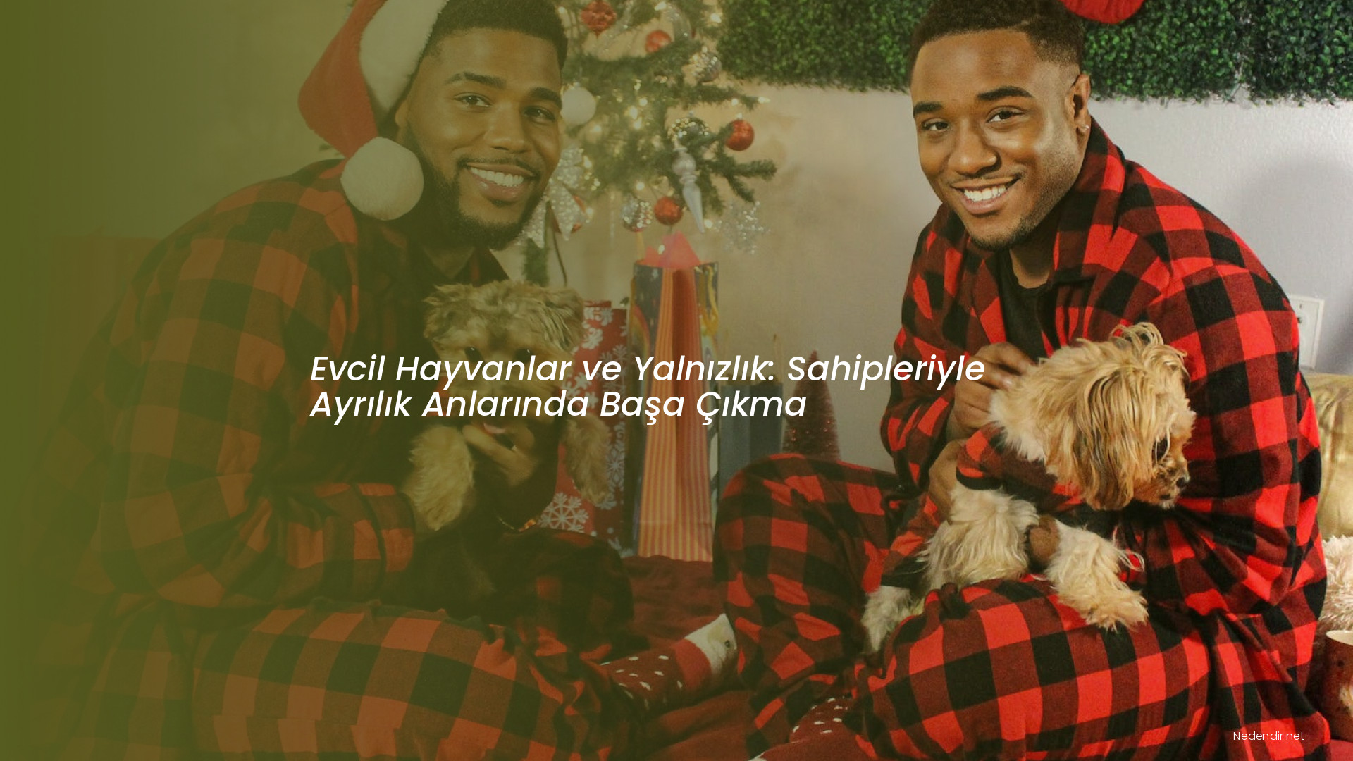 Evcil Hayvanlar ve Yalnızlık: Sahipleriyle Ayrılık Anlarında Başa Çıkma Evcil Hayvanlar ve Yalnızlık: Sahipleriyle Ayrılık Anlarında Başa Çıkma