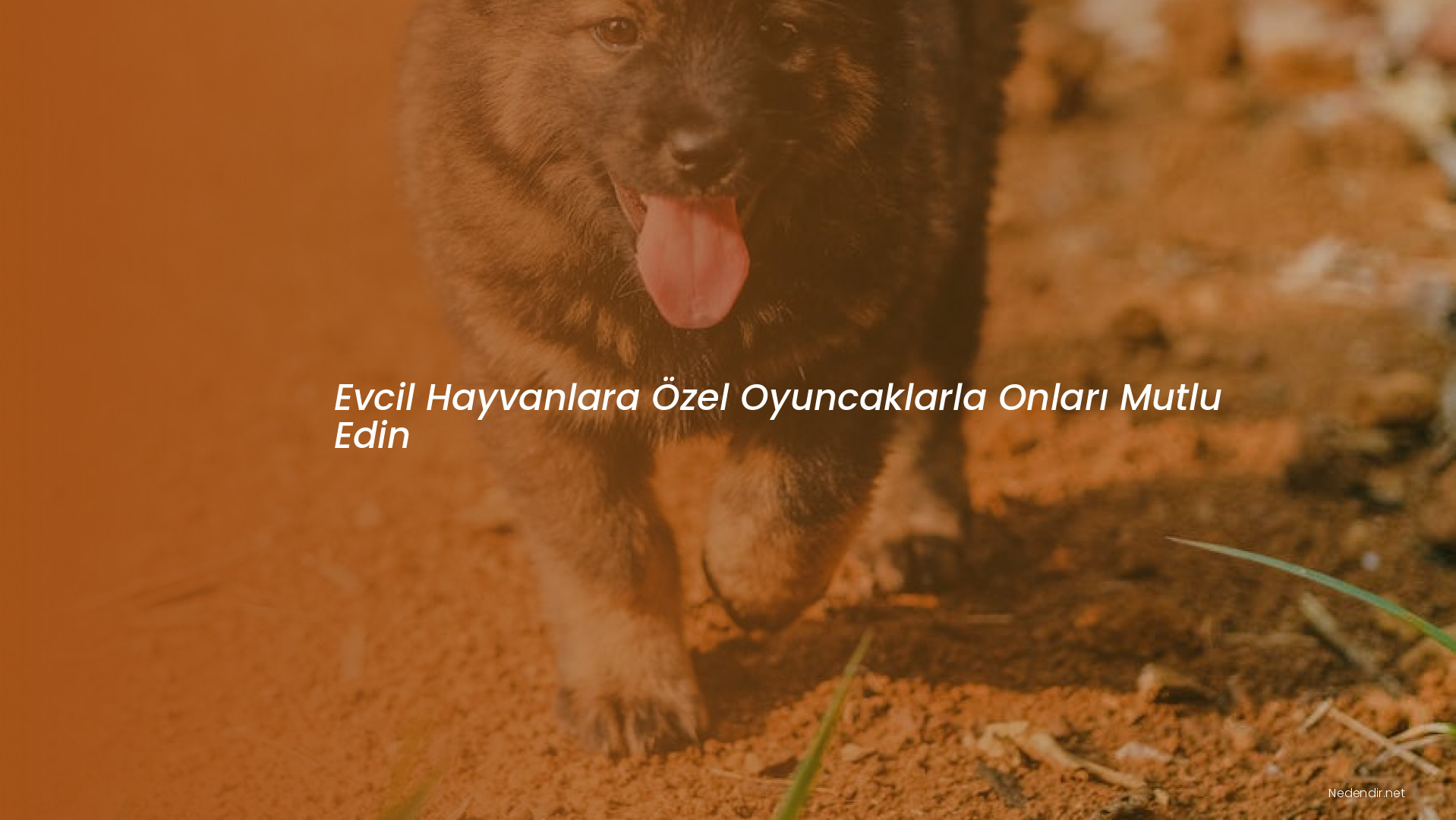 Evcil Hayvanlara Özel Oyuncaklarla Onları Mutlu Edin Evcil Hayvanlara Özel Oyuncaklarla Onları Mutlu Edin