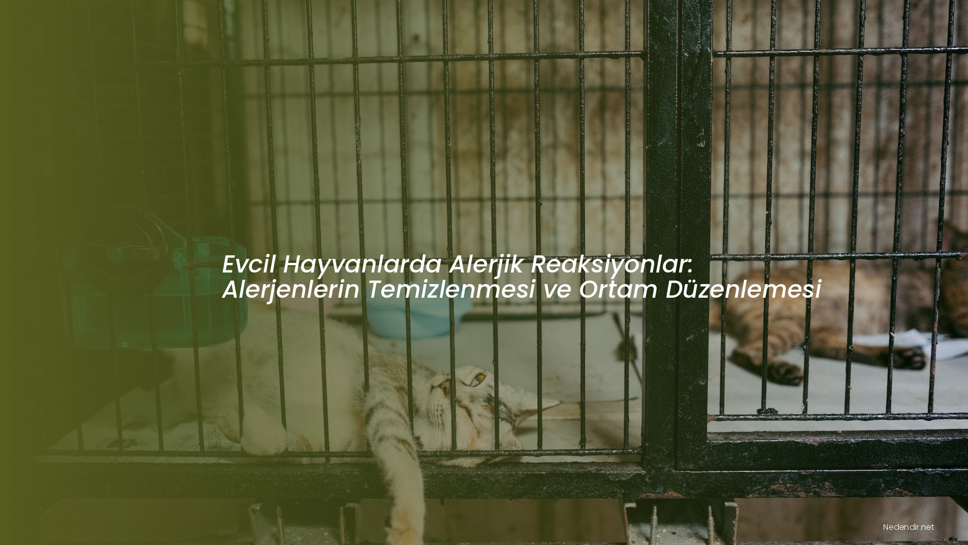 Evcil Hayvanlarda Alerjik Reaksiyonlar: Alerjenlerin Temizlenmesi ve Ortam Düzenlemesi