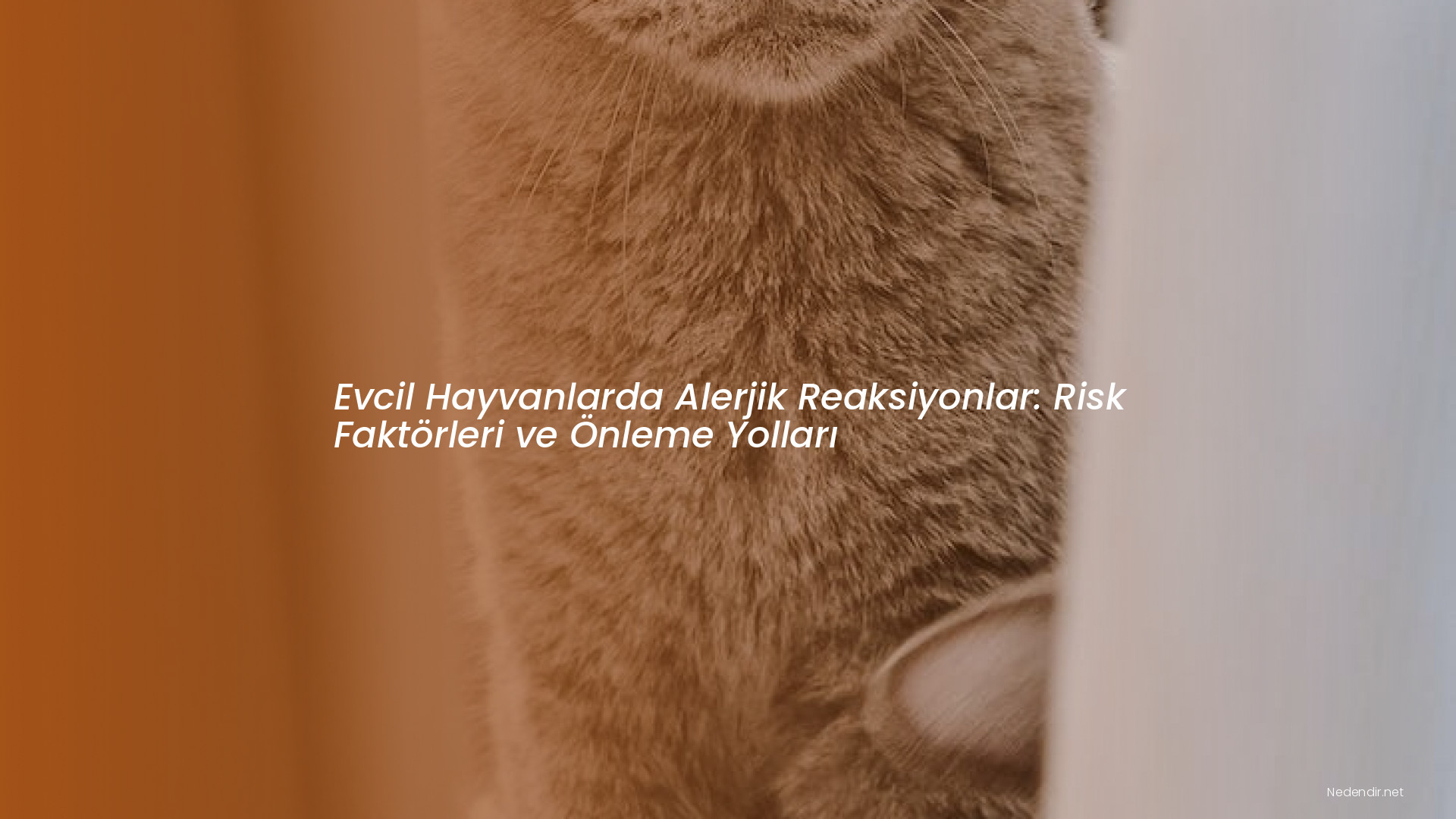 Evcil Hayvanlarda Alerjik Reaksiyonlar: Risk Faktörleri ve Önleme Yolları