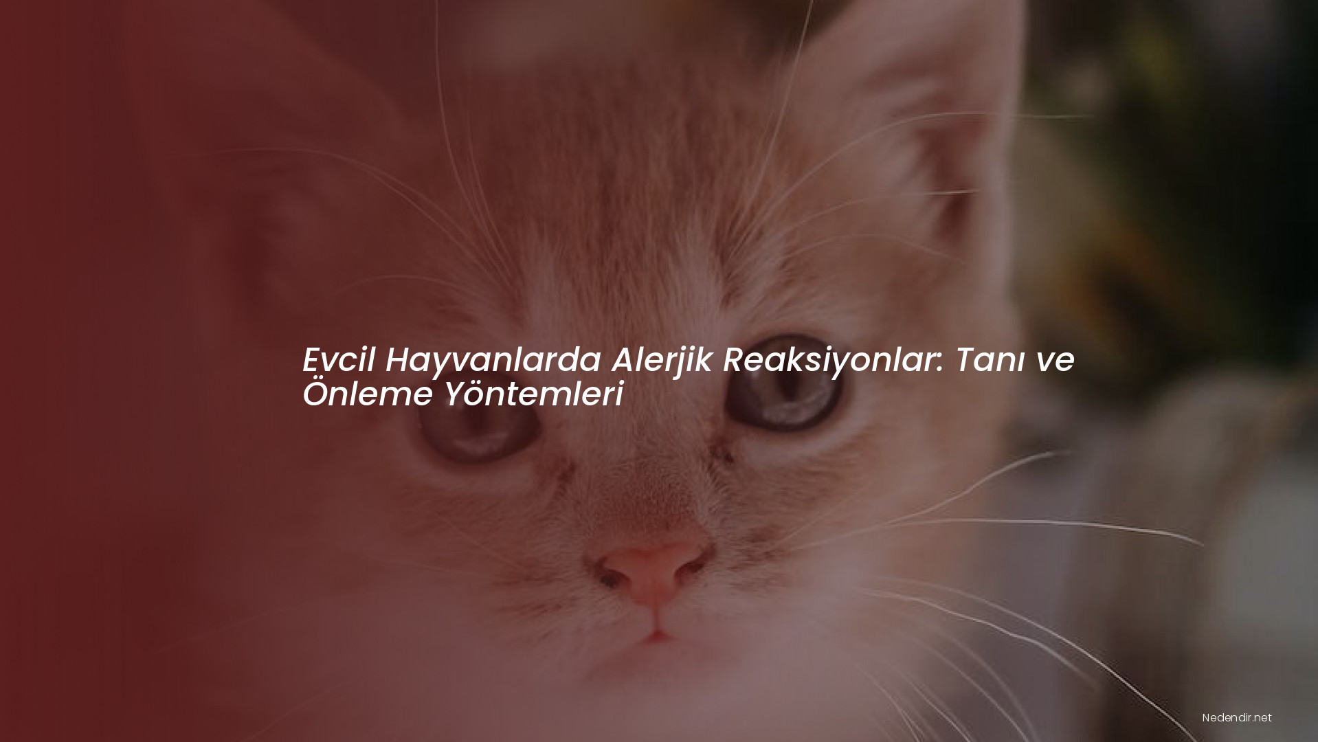 Evcil Hayvanlarda Alerjik Reaksiyonlar: Tanı ve Önleme Yöntemleri