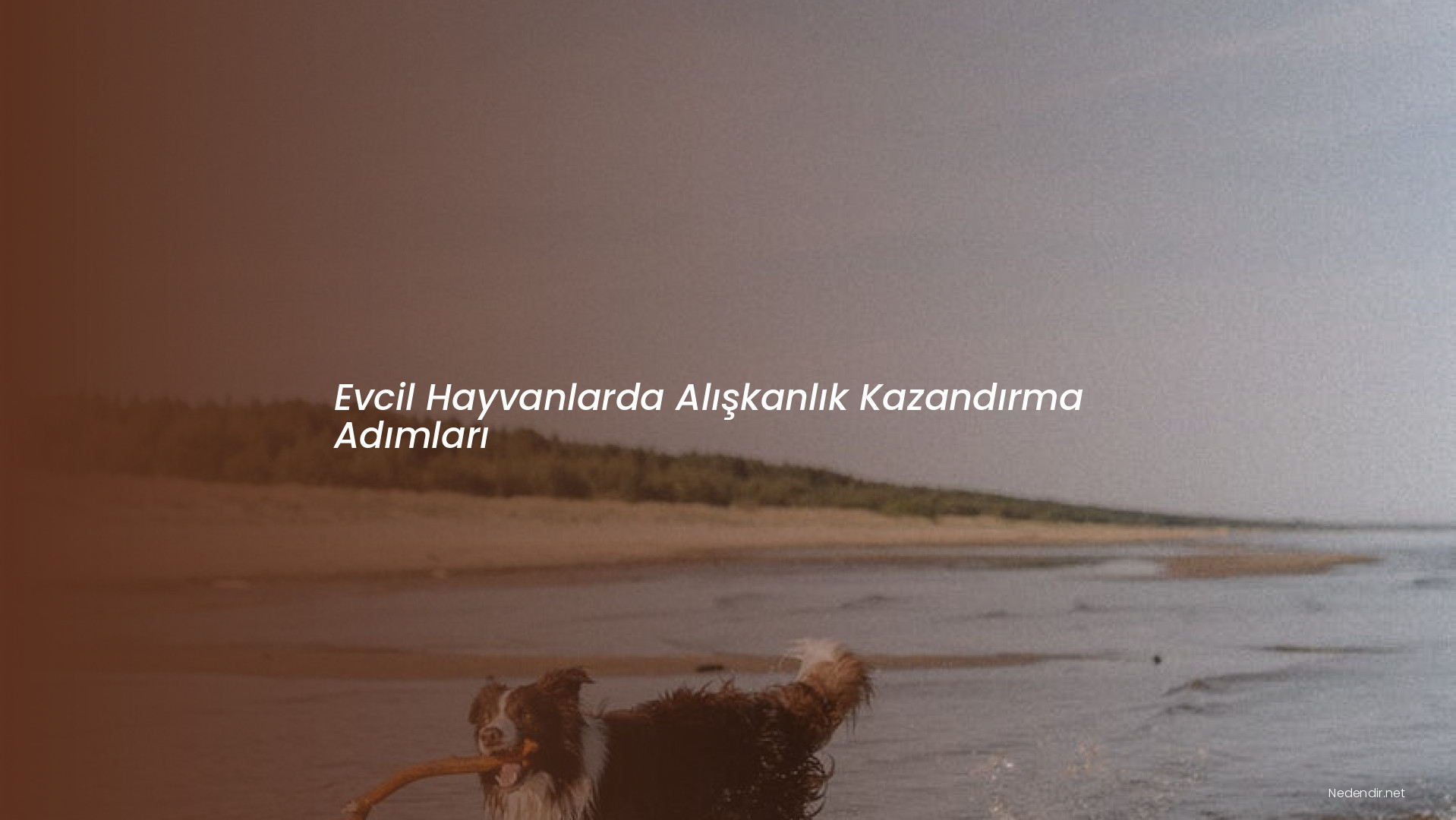 Evcil Hayvanlarda Alışkanlık Kazandırma Adımları