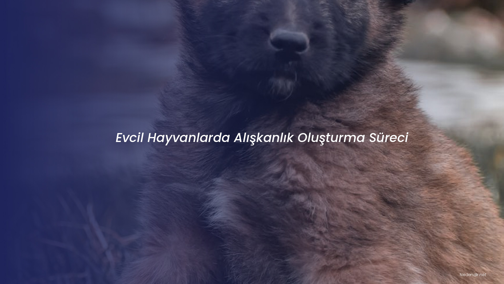 Evcil Hayvanlarda Alışkanlık Oluşturma Süreci