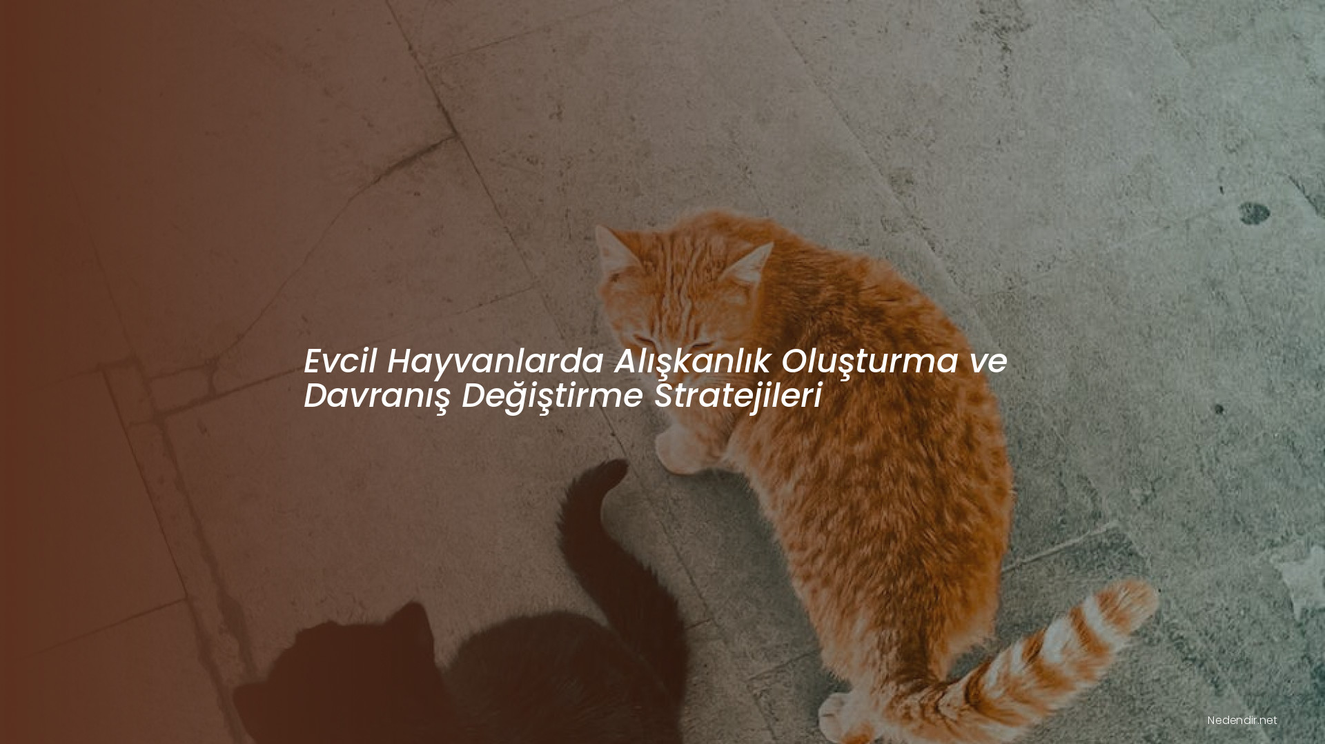 Evcil Hayvanlarda Alışkanlık Oluşturma ve Davranış Değiştirme Stratejileri