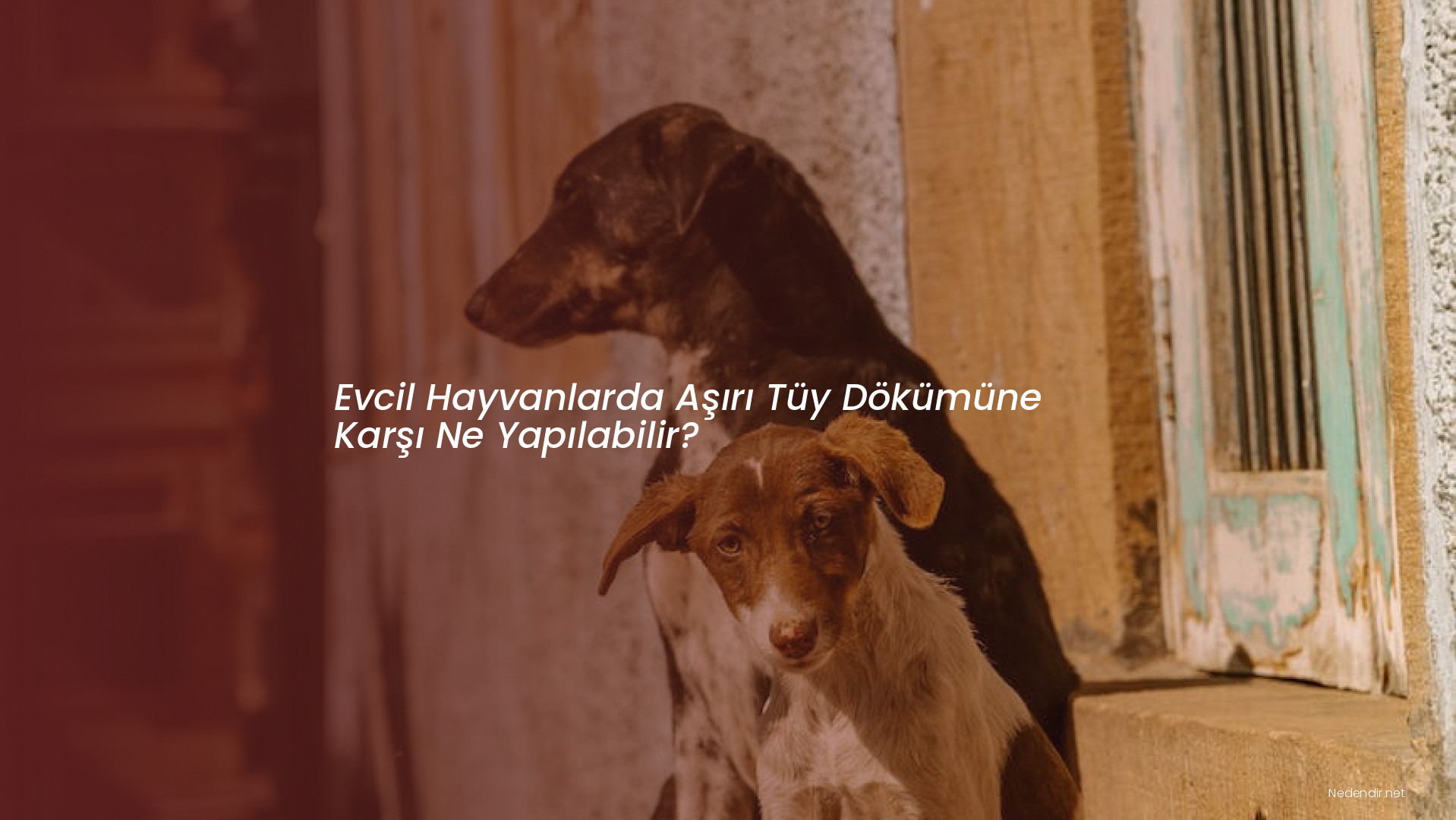 Evcil Hayvanlarda Aşırı Tüy Dökümüne Karşı Ne Yapılabilir?