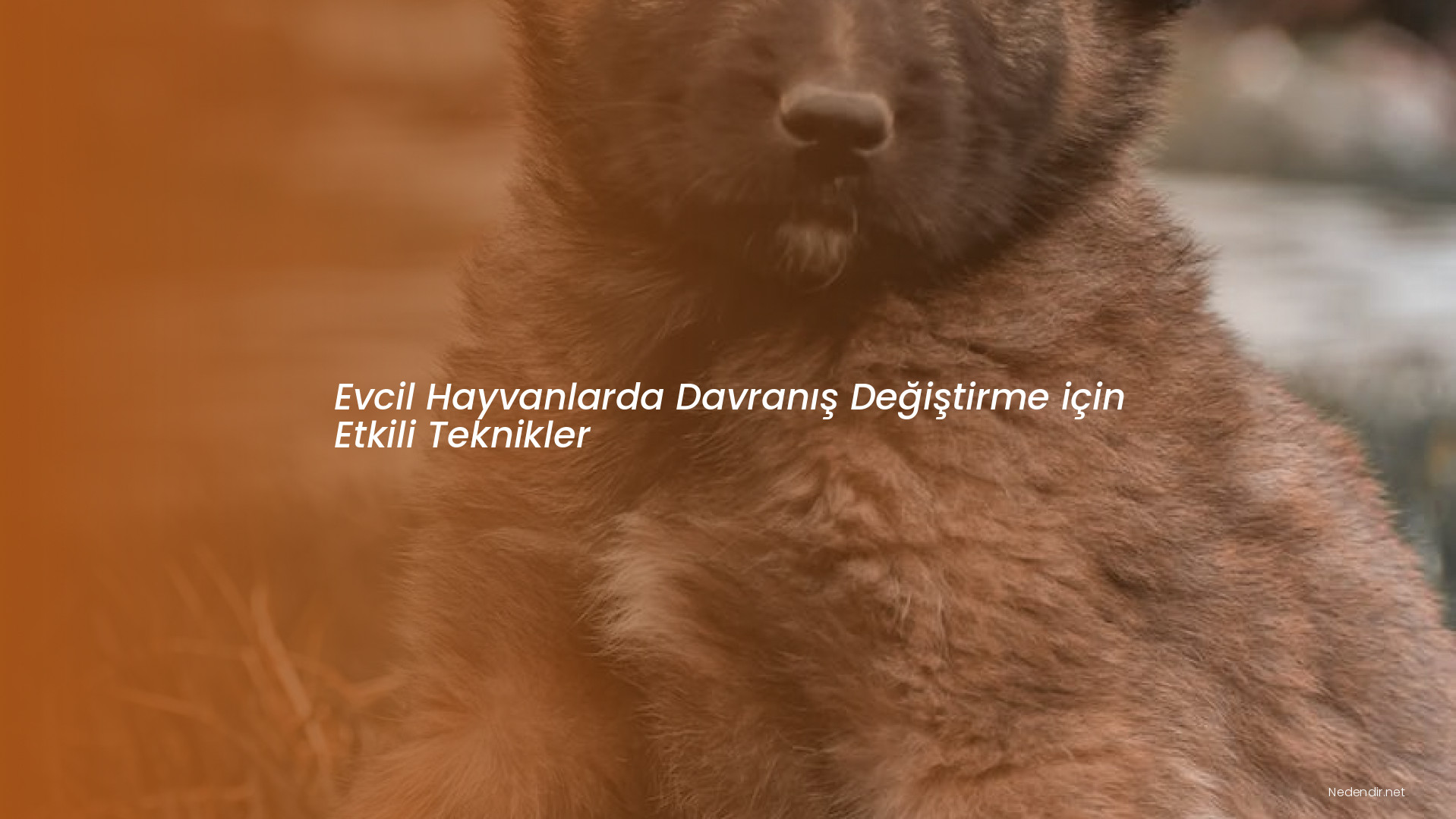 Evcil Hayvanlarda Davranış Değiştirme için Etkili Teknikler