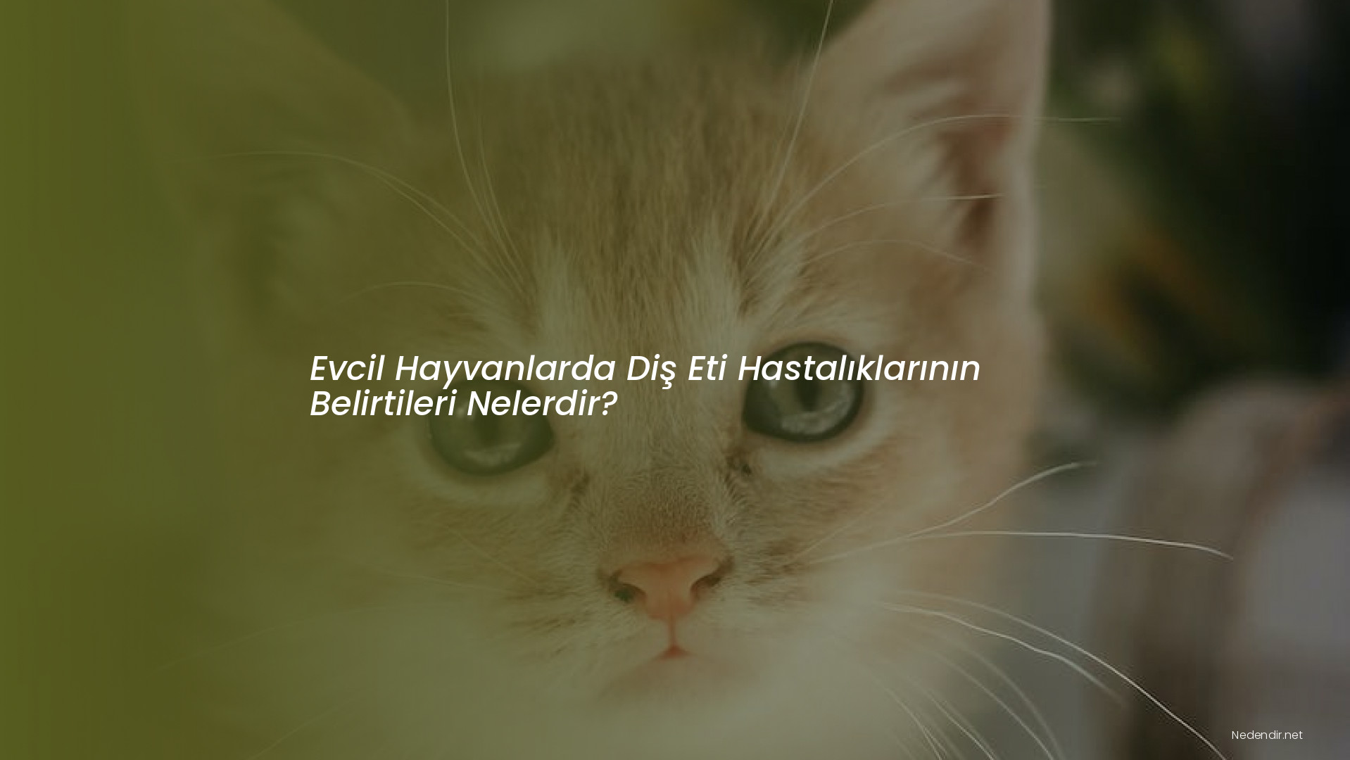 Evcil Hayvanlarda Diş Eti Hastalıklarının Belirtileri Nelerdir?