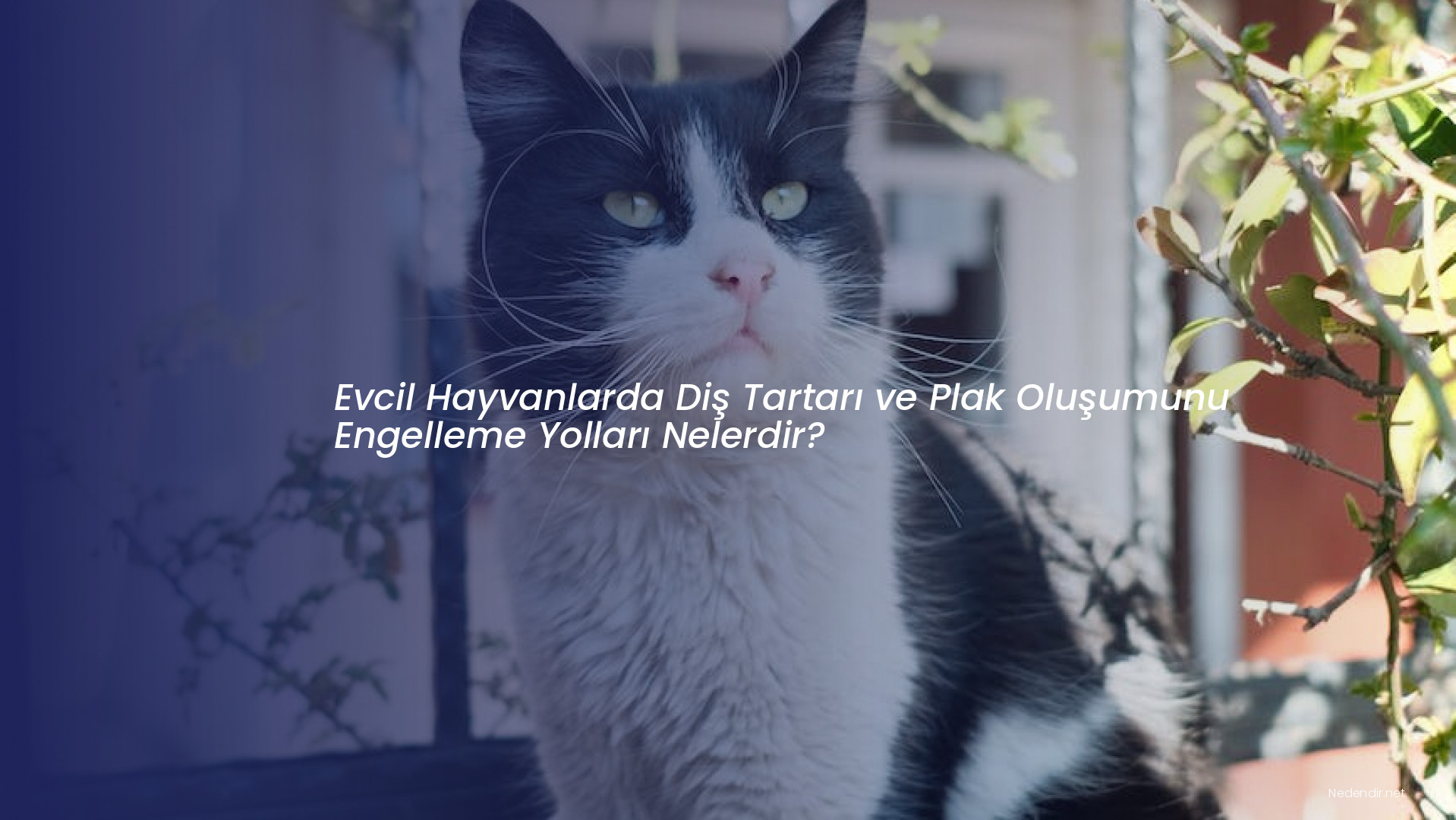 Evcil Hayvanlarda Diş Tartarı ve Plak Oluşumunu Engelleme Yolları Nelerdir?