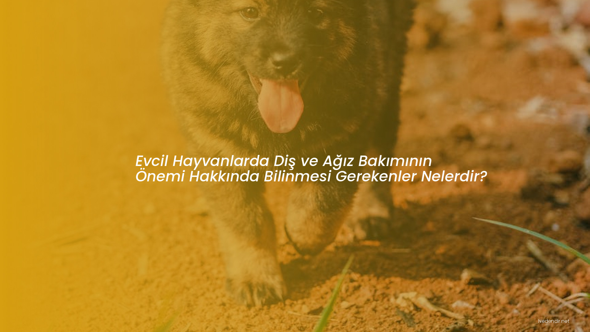 Evcil Hayvanlarda Diş ve Ağız Bakımının Önemi Hakkında Bilinmesi Gerekenler Nelerdir?