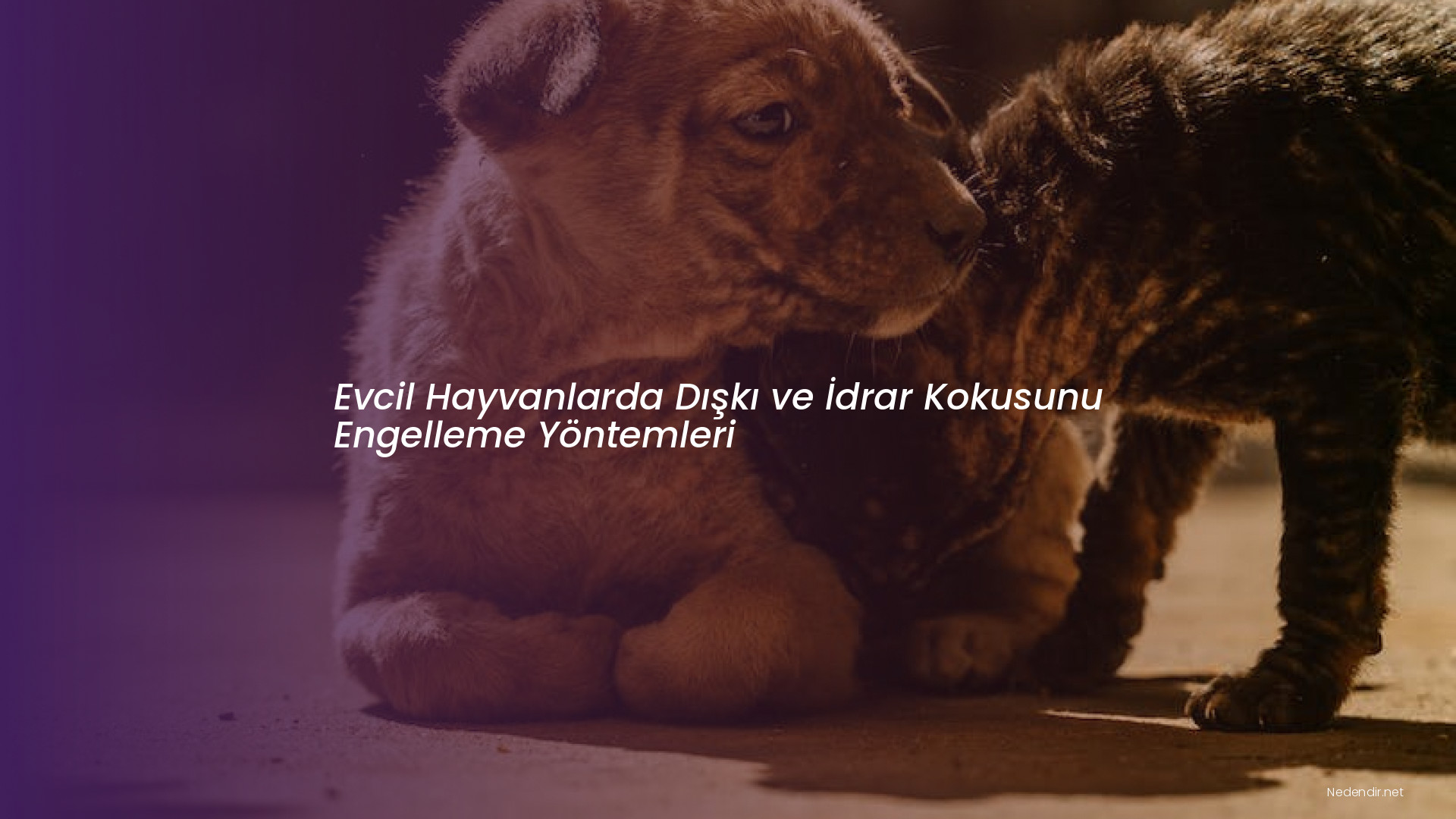 Evcil Hayvanlarda Dışkı ve İdrar Kokusunu Engelleme Yöntemleri