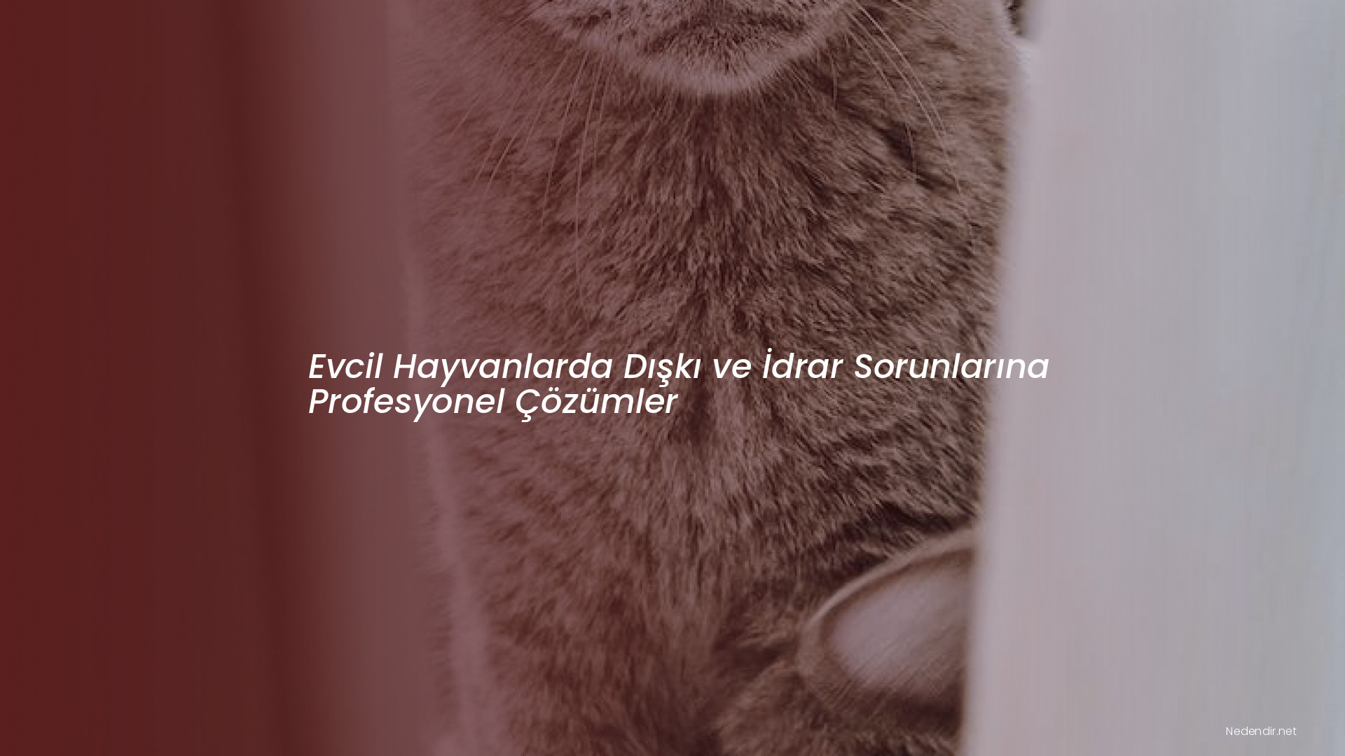Evcil Hayvanlarda Dışkı ve İdrar Sorunlarına Profesyonel Çözümler Evcil Hayvanlarda Dışkı ve İdrar Sorunlarına Profesyonel Çözümler