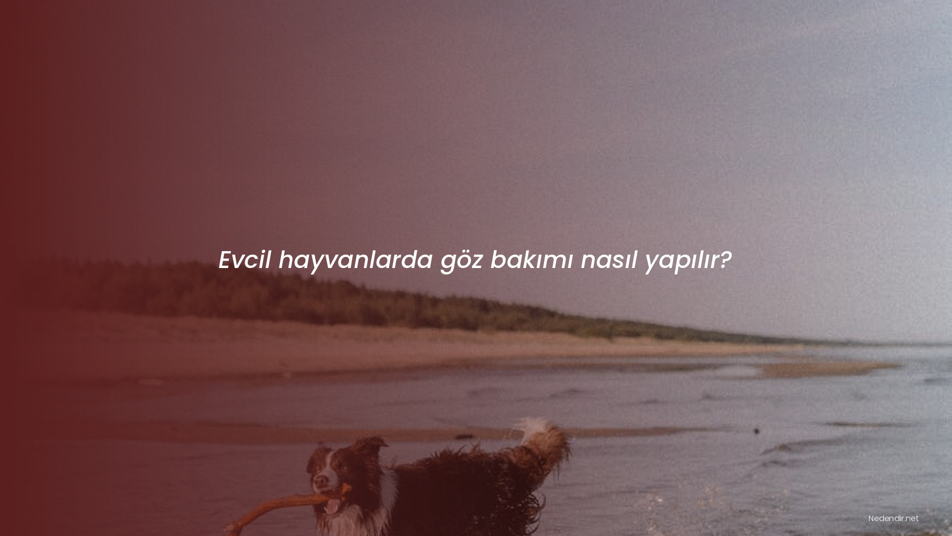 Evcil hayvanlarda göz bakımı nasıl yapılır?