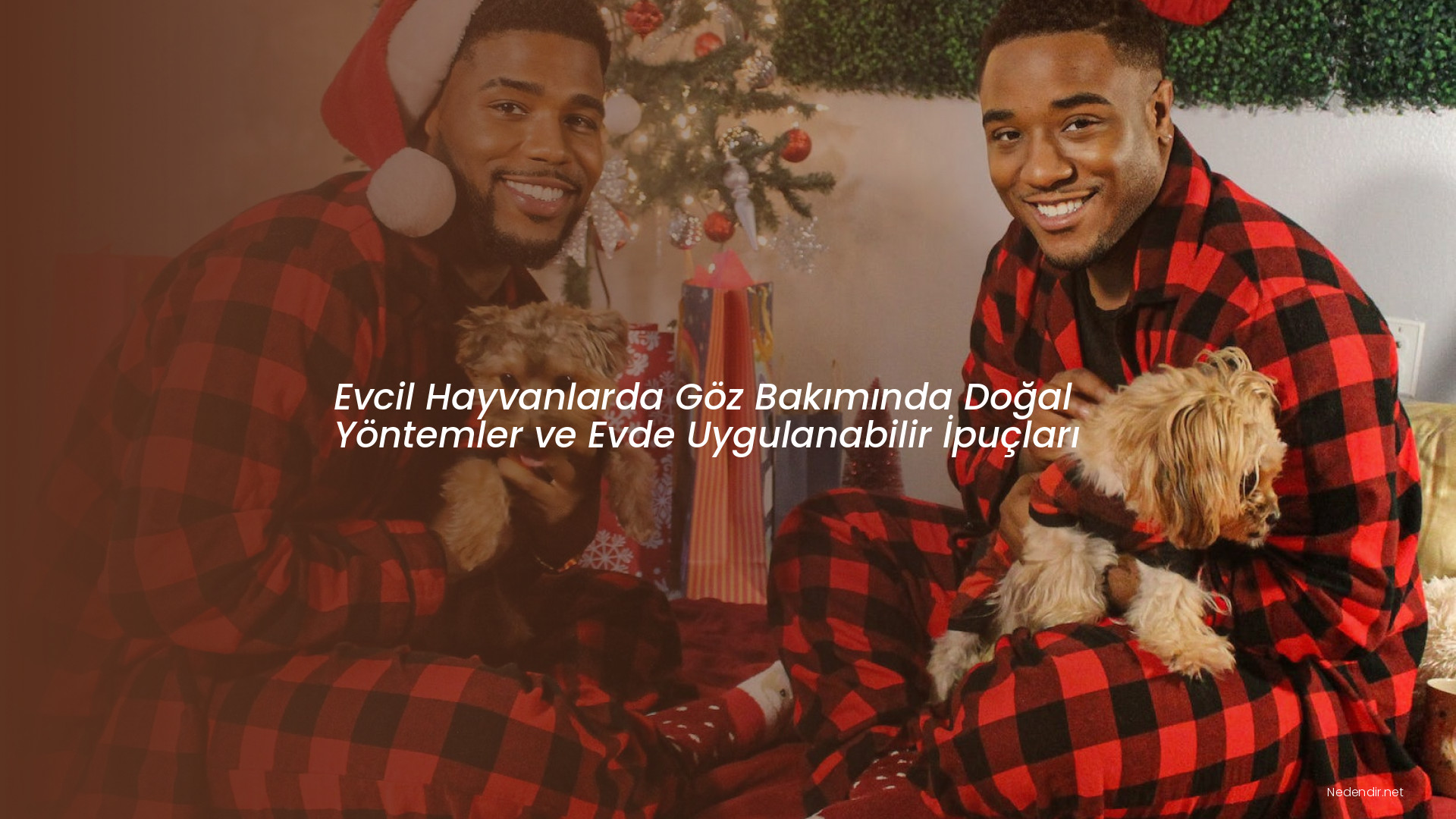 Evcil Hayvanlarda Göz Bakımında Doğal Yöntemler ve Evde Uygulanabilir İpuçları