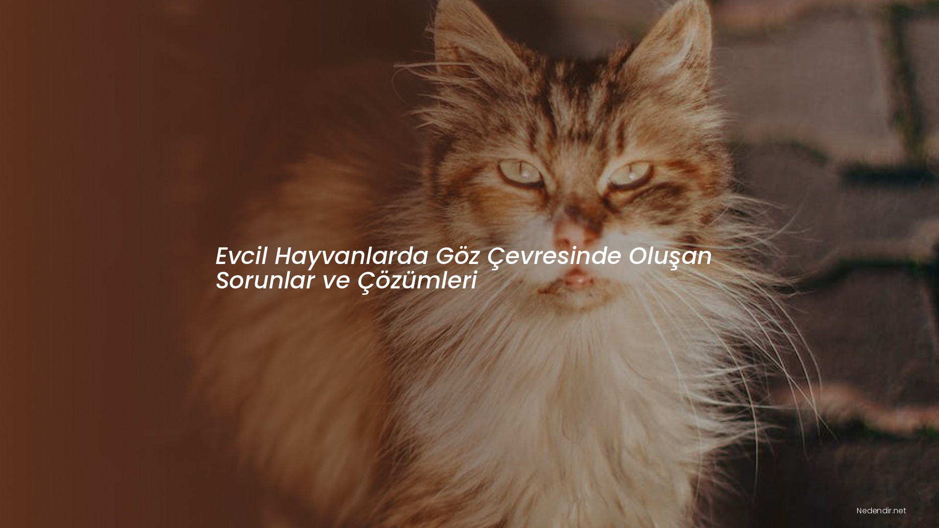 Evcil Hayvanlarda Göz Çevresinde Oluşan Sorunlar ve Çözümleri