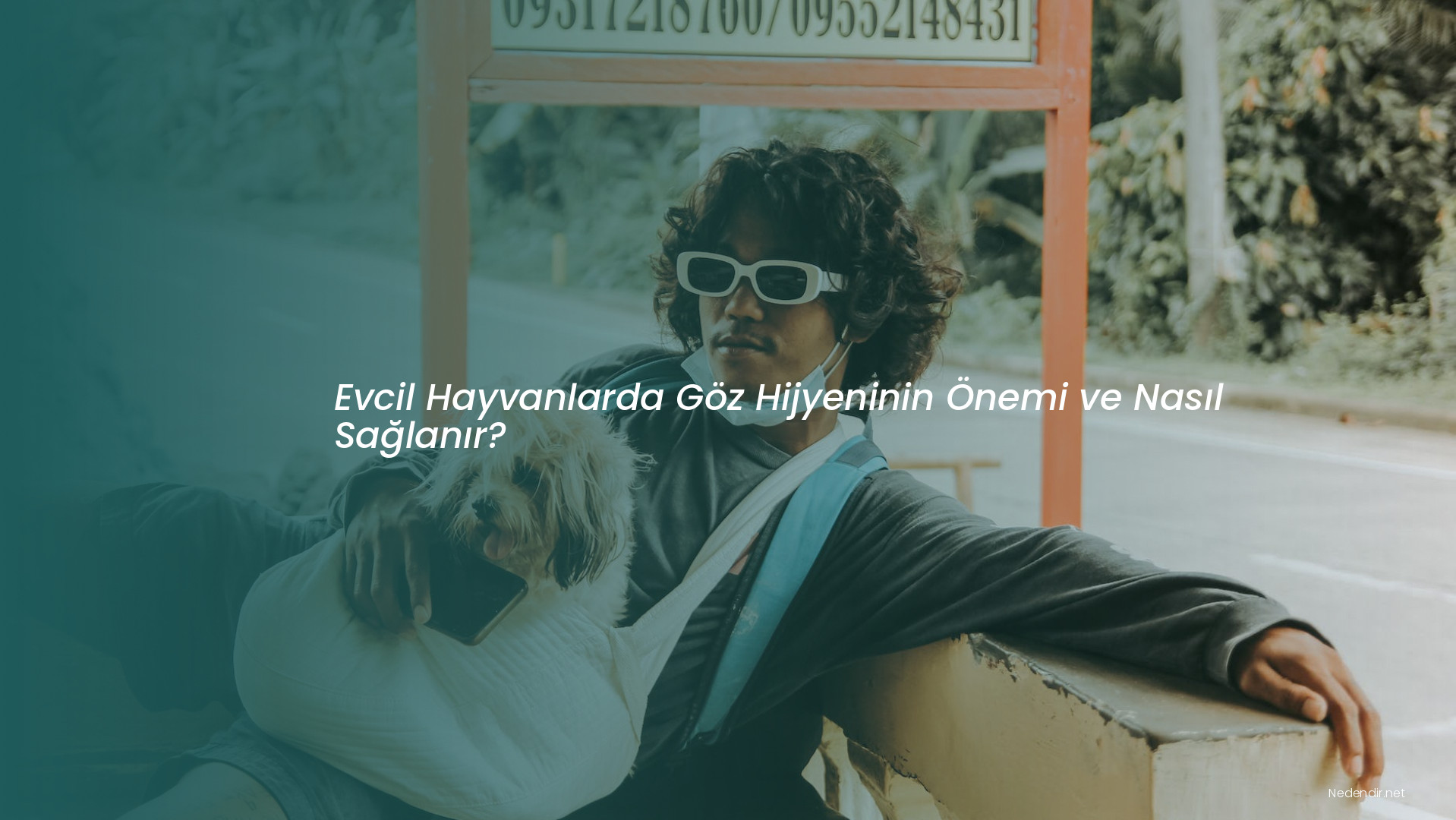 Evcil Hayvanlarda Göz Hijyeninin Önemi ve Nasıl Sağlanır?