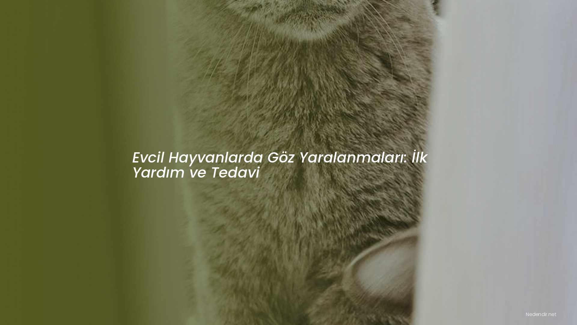 Evcil Hayvanlarda Göz Yaralanmaları: İlk Yardım ve Tedavi
