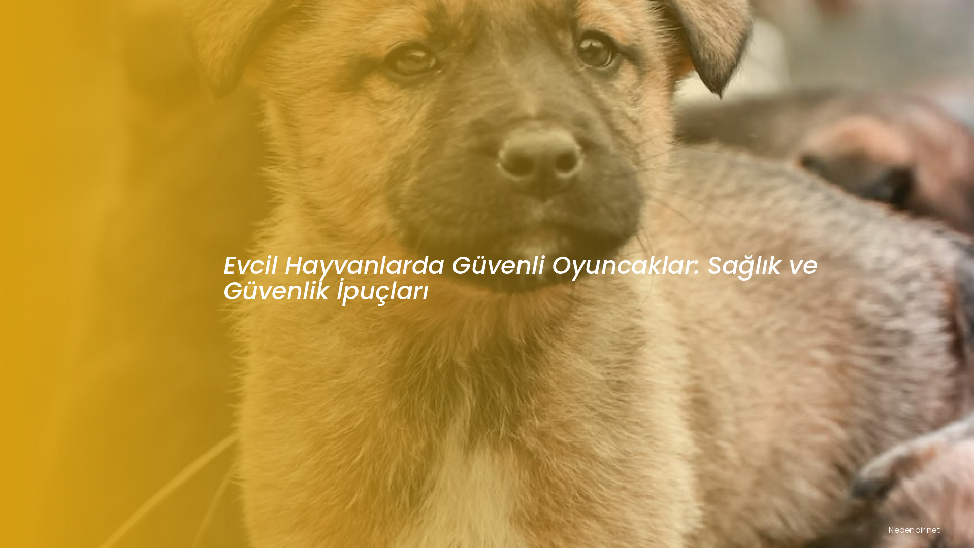 Evcil Hayvanlarda Güvenli Oyuncaklar: Sağlık ve Güvenlik İpuçları Evcil Hayvanlarda Güvenli Oyuncaklar: Sağlık ve Güvenlik İpuçları