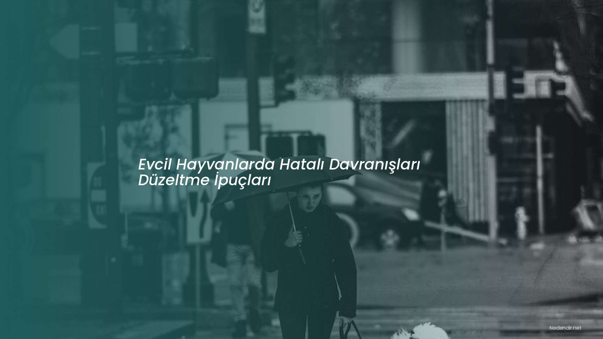 Evcil Hayvanlarda Hatalı Davranışları Düzeltme İpuçları