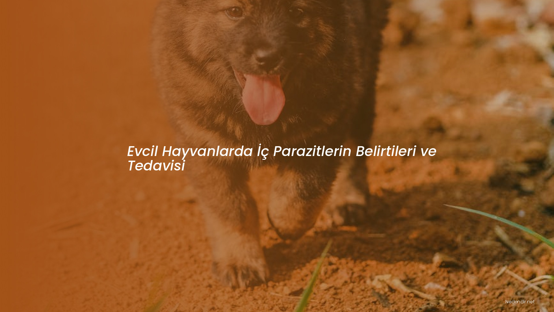 Evcil Hayvanlarda İç Parazitlerin Belirtileri ve Tedavisi