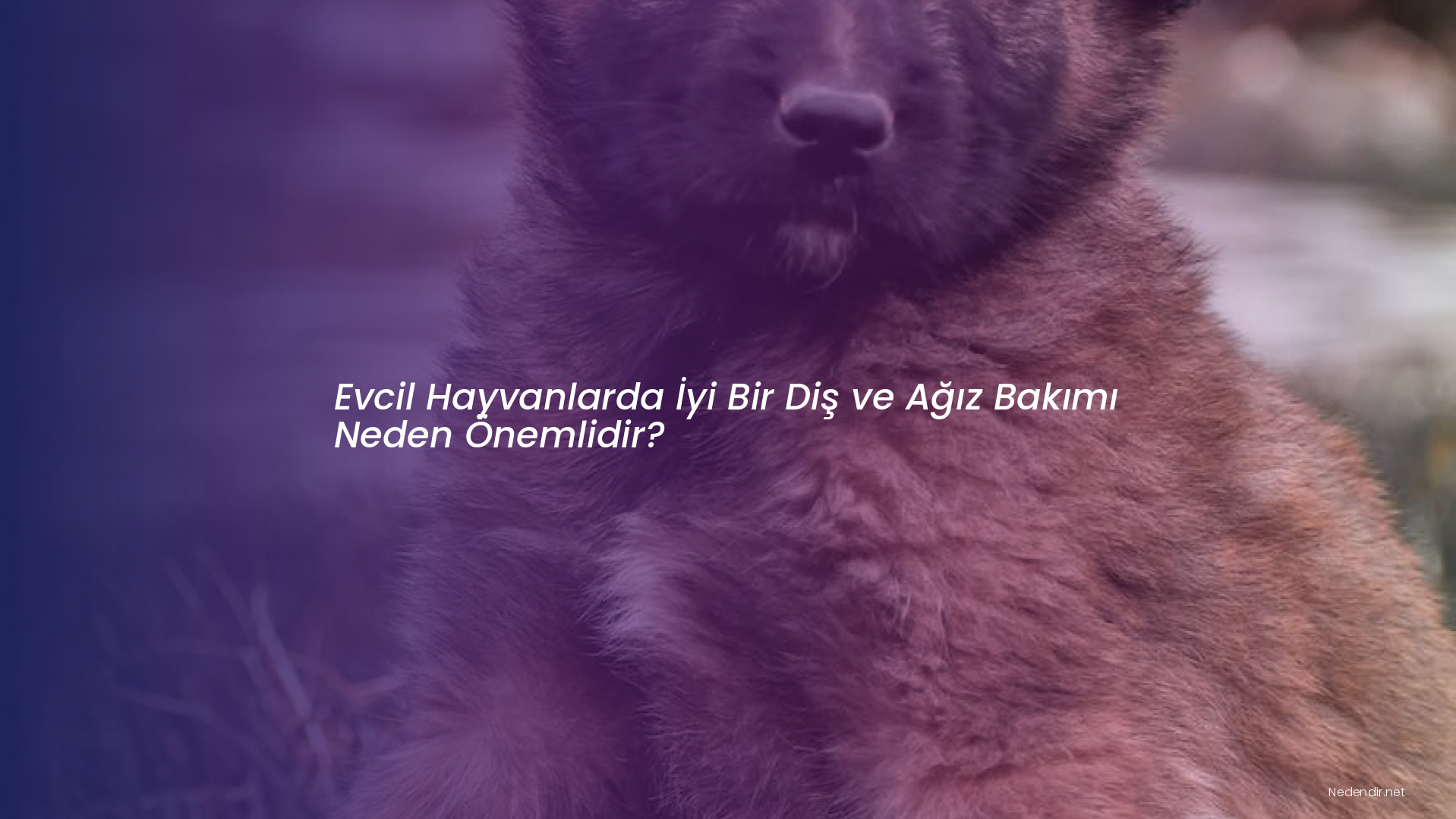 Evcil Hayvanlarda İyi Bir Diş ve Ağız Bakımı Neden Önemlidir?