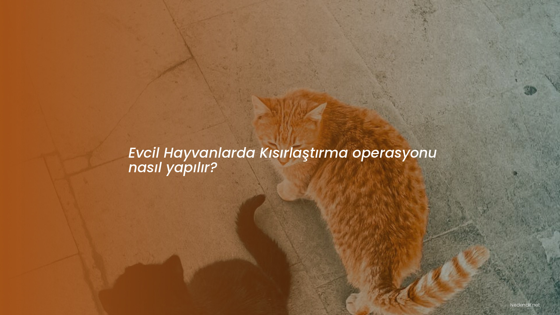 Evcil Hayvanlarda Kısırlaştırma operasyonu nasıl yapılır?