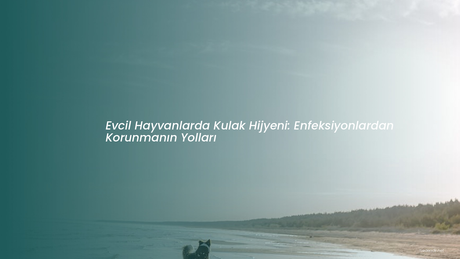 Evcil Hayvanlarda Kulak Hijyeni: Enfeksiyonlardan Korunmanın Yolları