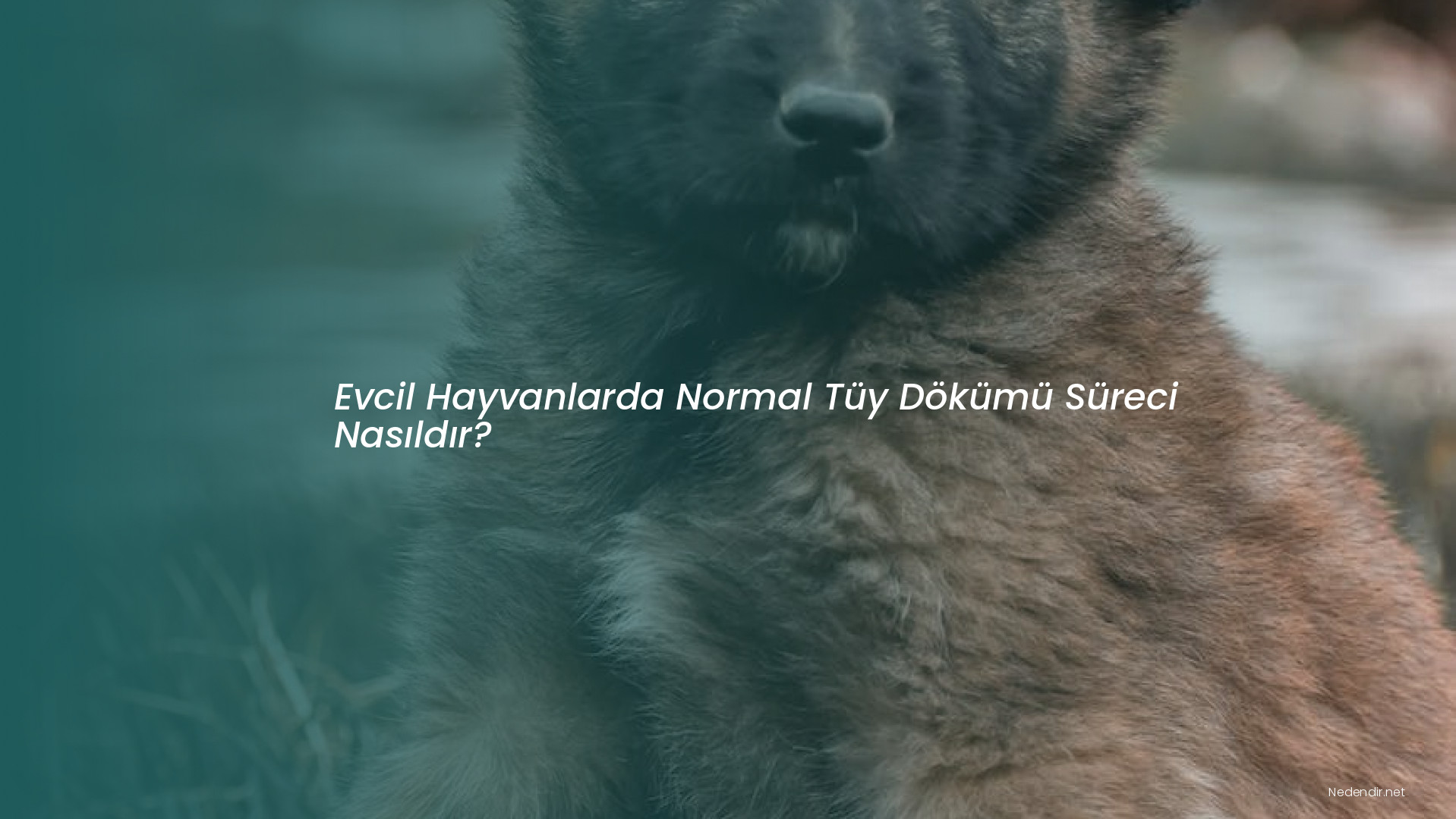 Evcil Hayvanlarda Normal Tüy Dökümü Süreci Nasıldır?