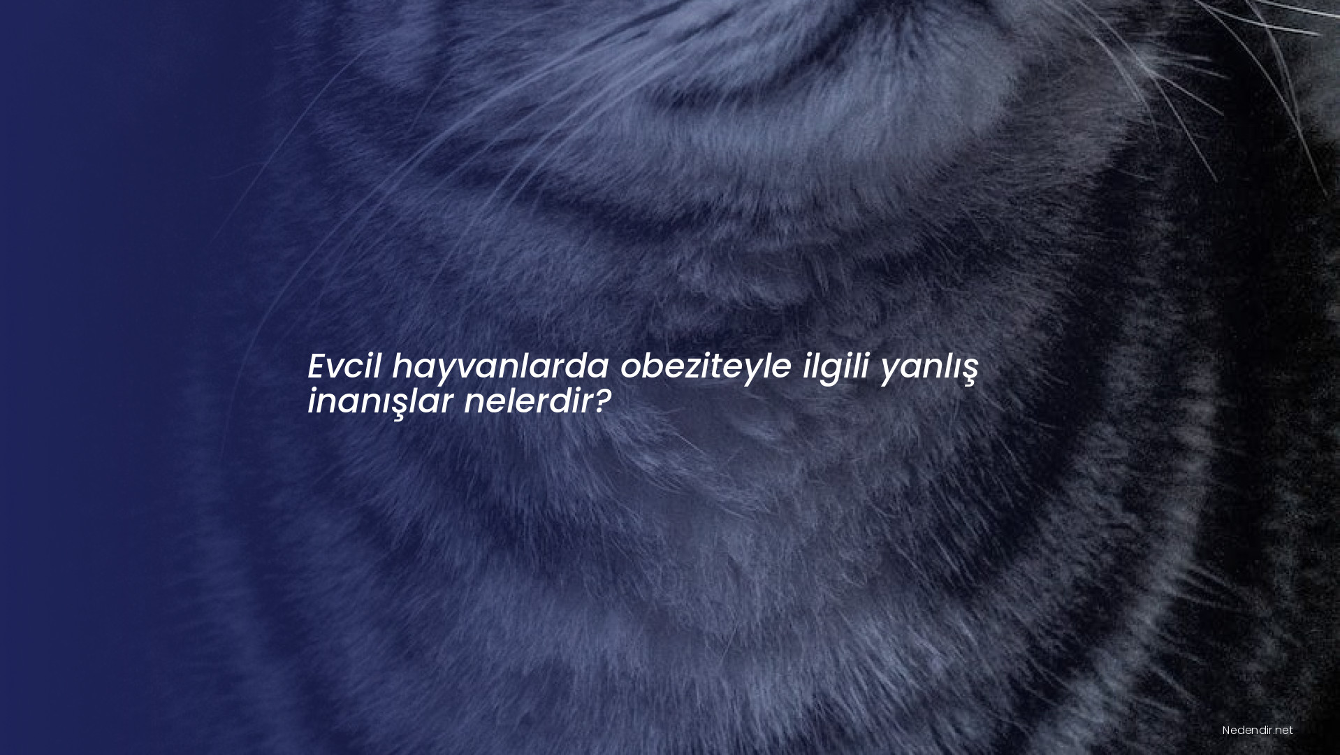 Evcil hayvanlarda obeziteyle ilgili yanlış inanışlar nelerdir?